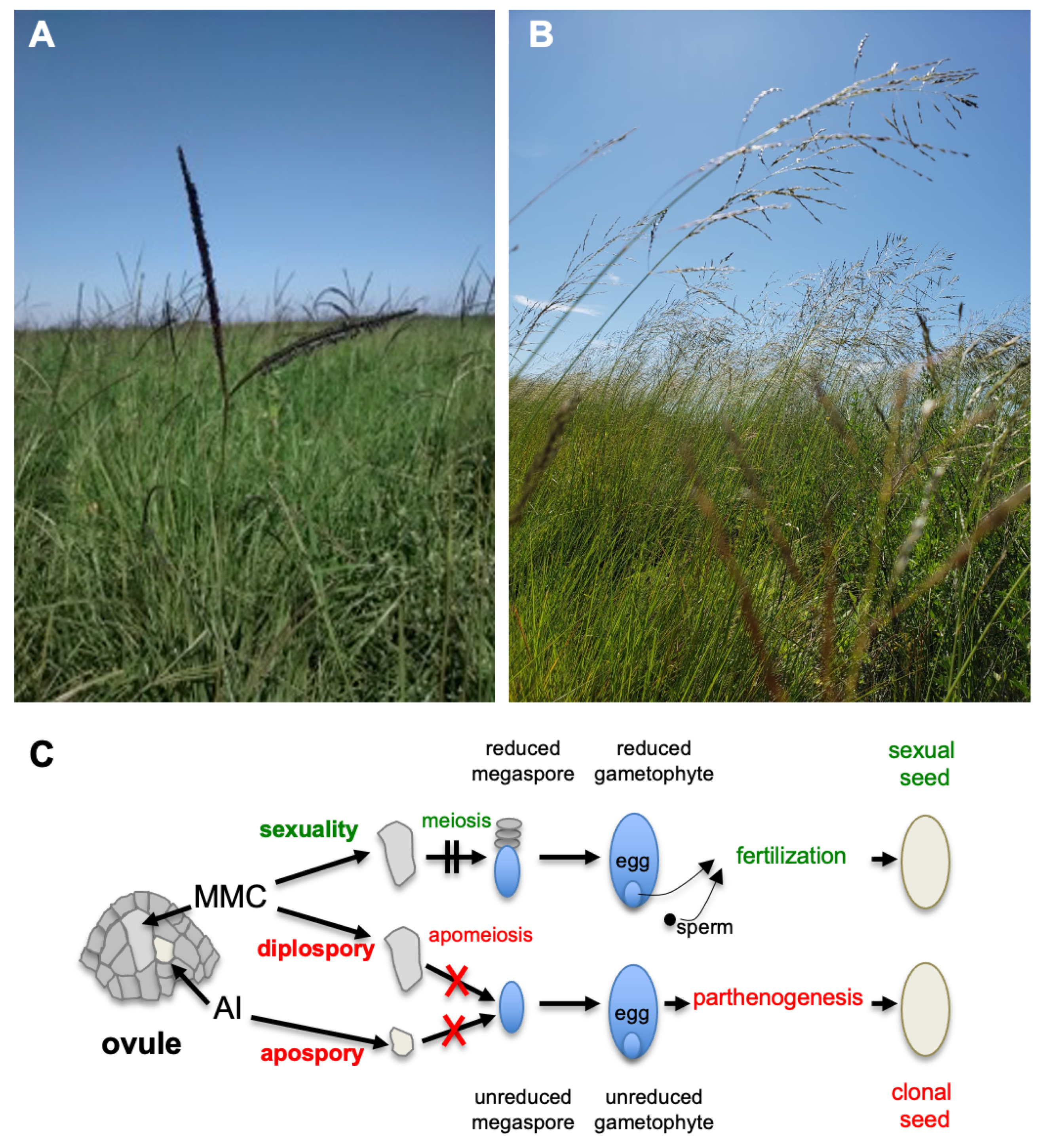 Plants 10 00565 g001