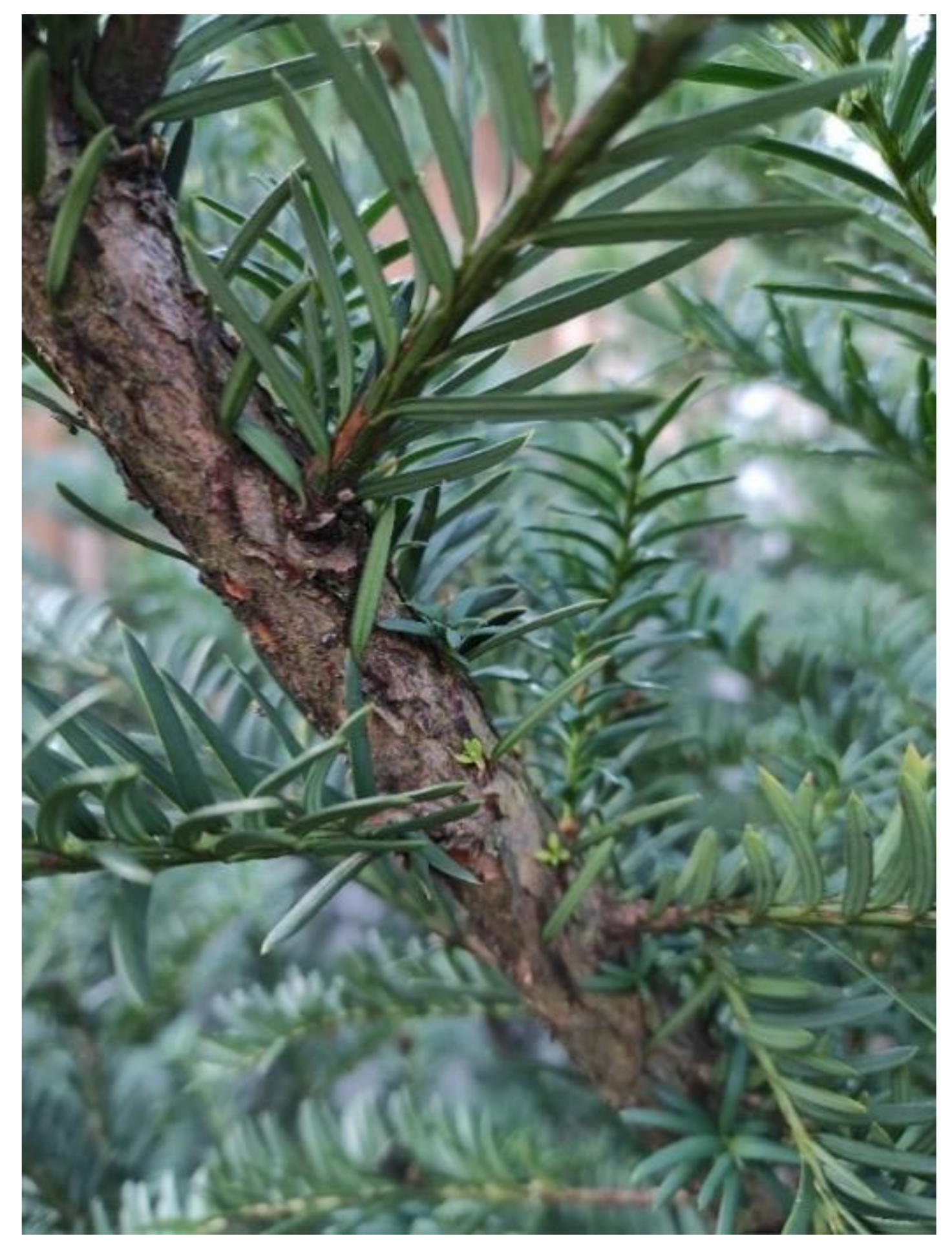 Plants 10 00569 g003