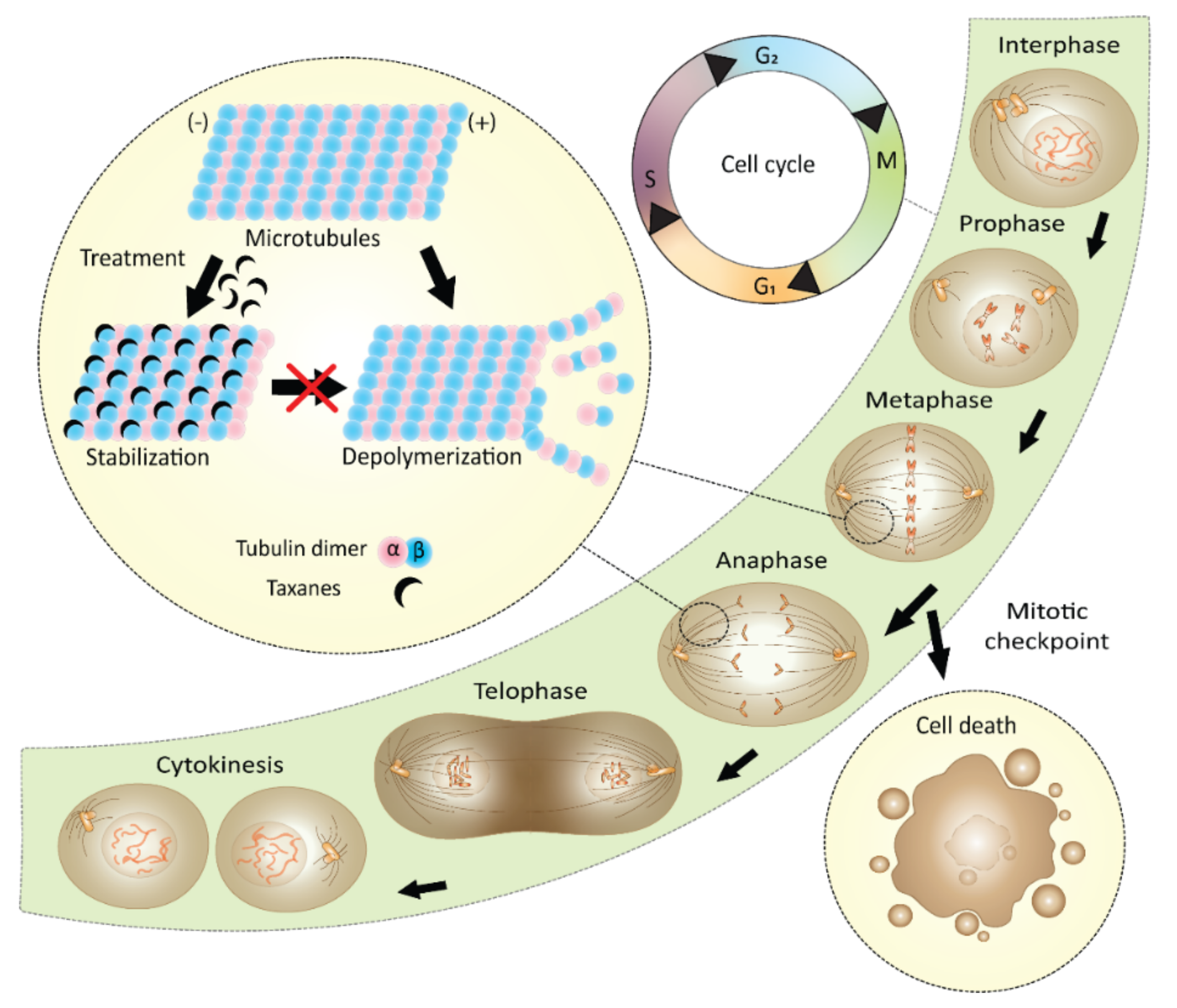 Plants 10 00569 g008
