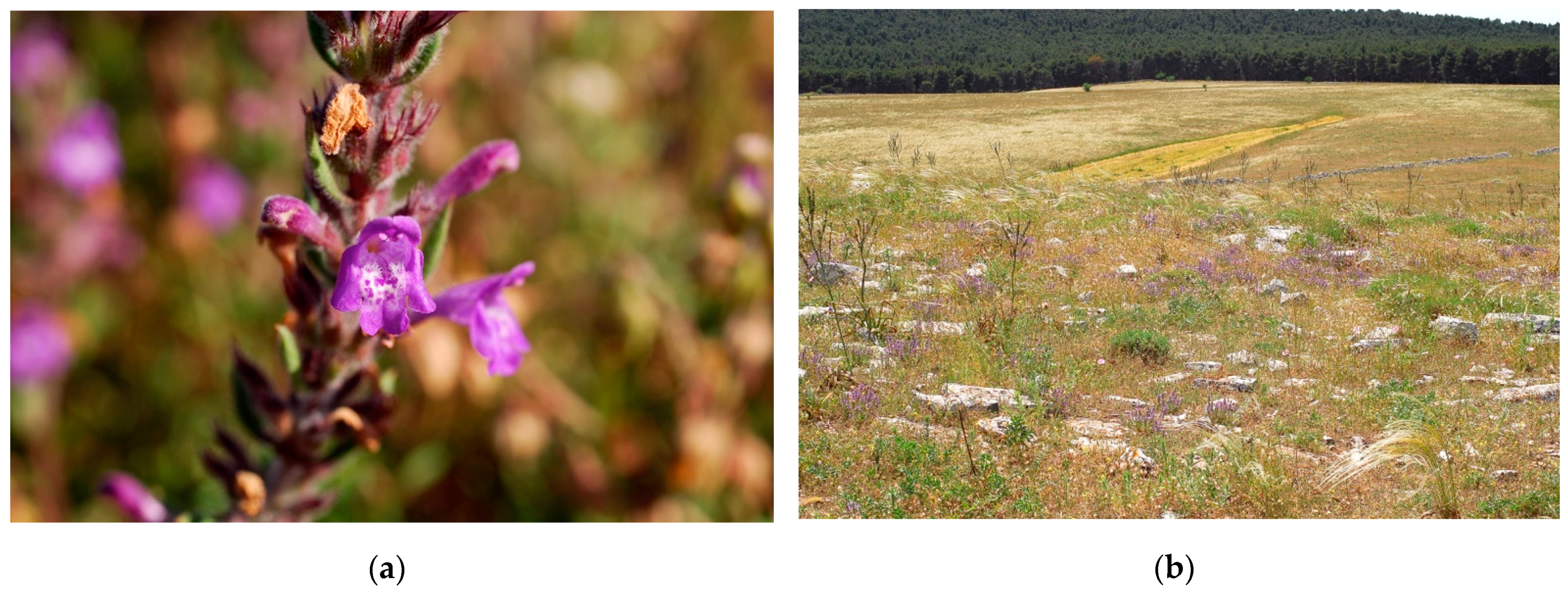 Plants 10 00574 g002