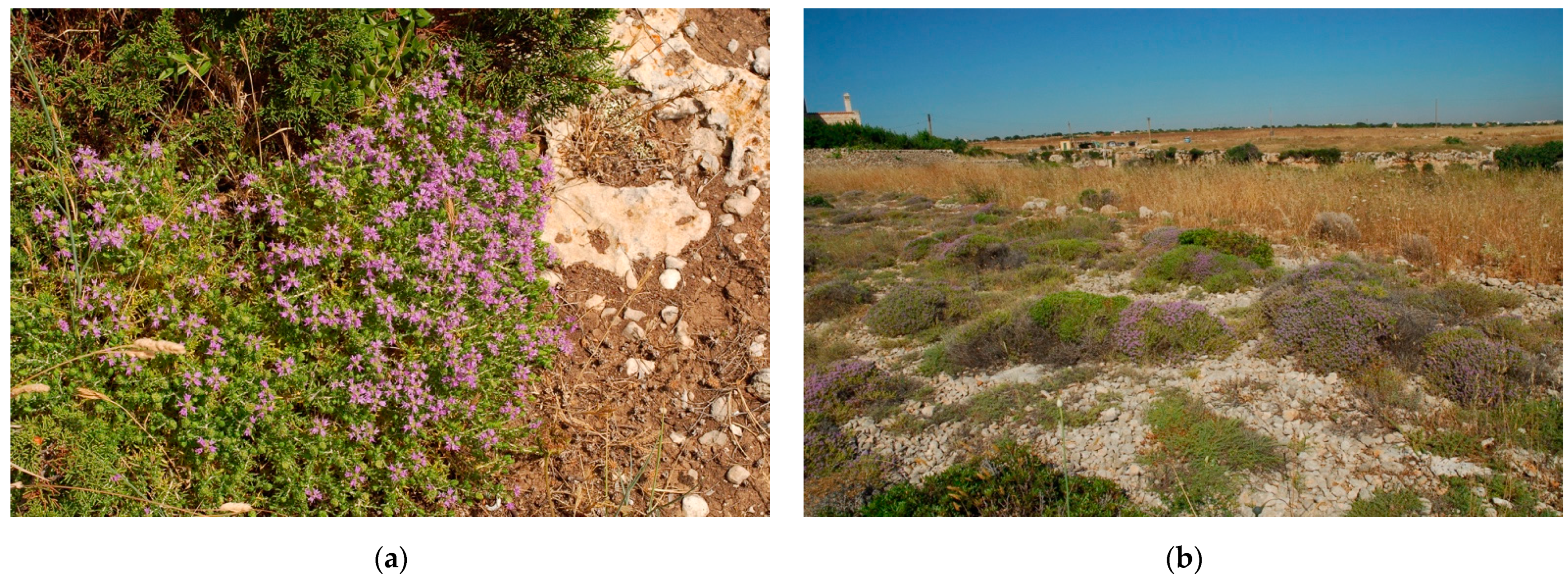 Plants 10 00574 g005