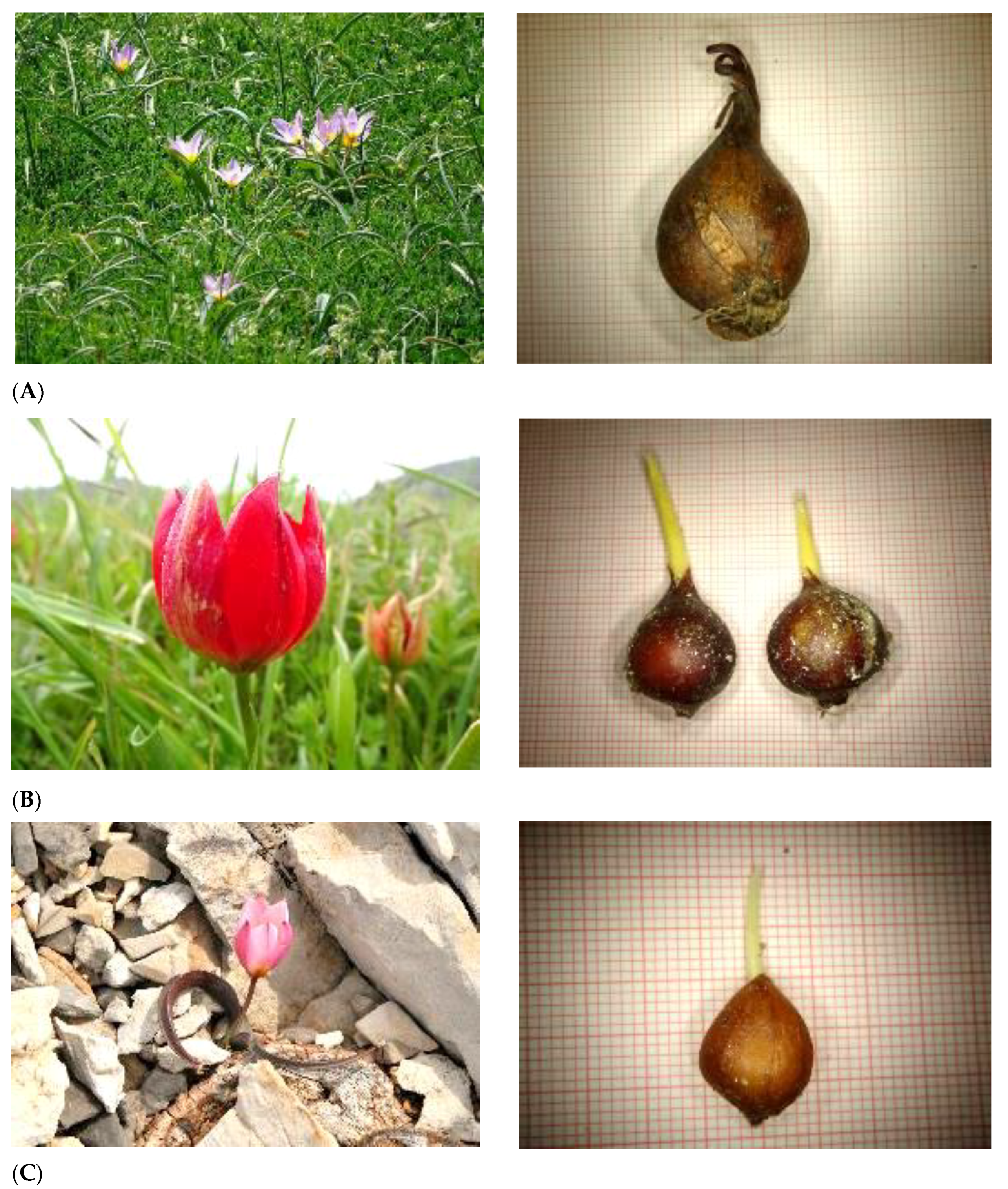 Plants 10 00580 g001