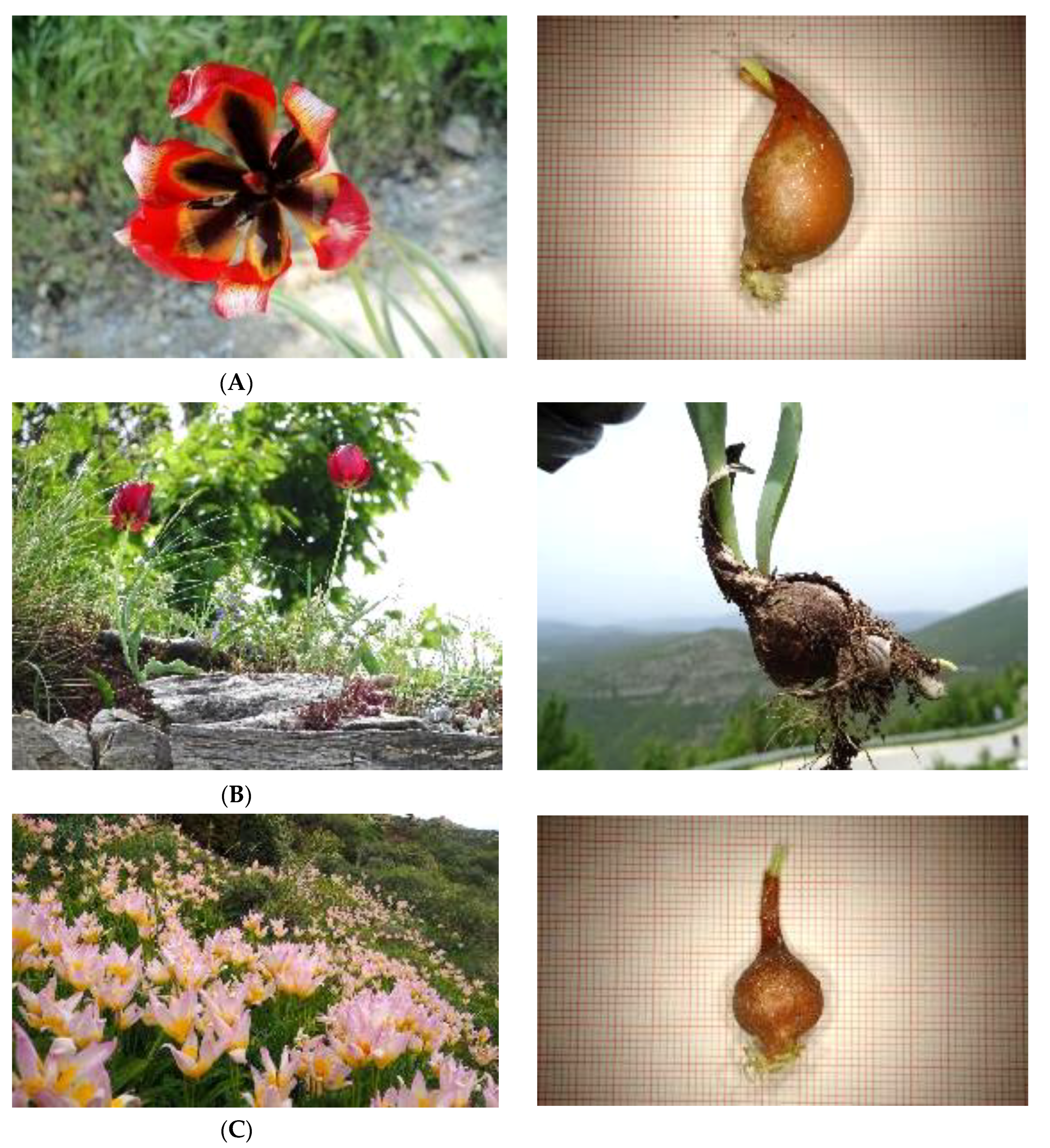 Plants 10 00580 g002