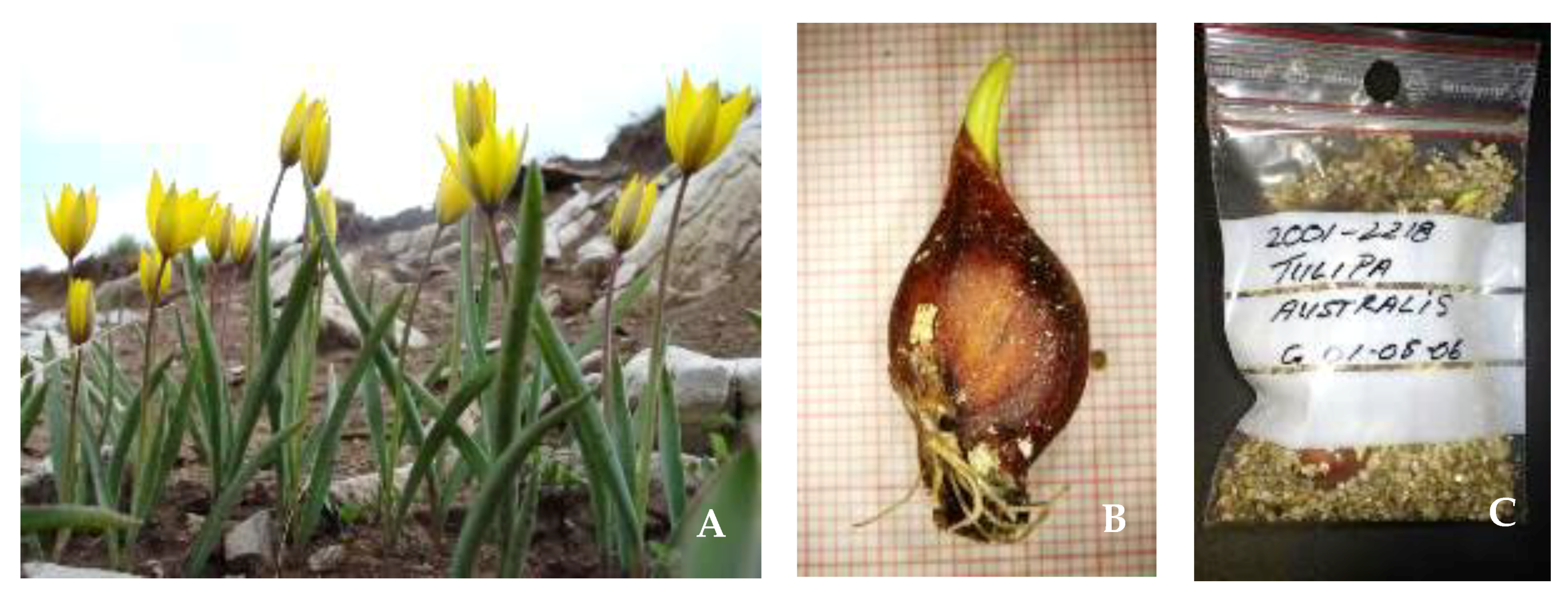 Plants 10 00580 g003