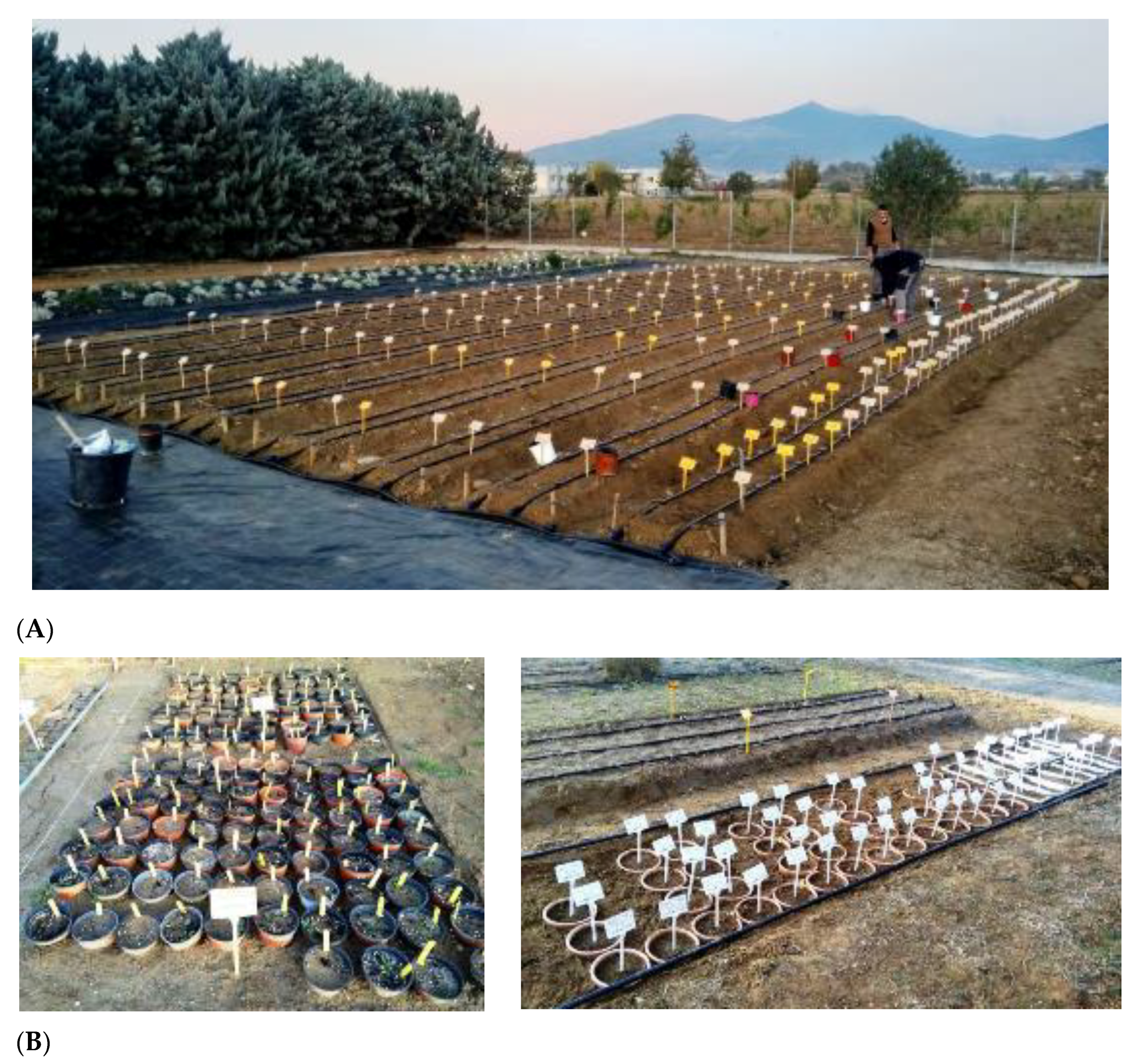 Plants 10 00580 g005