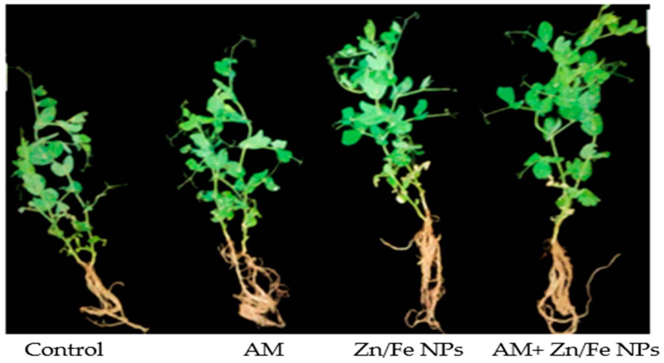 Plants 10 00583 g005