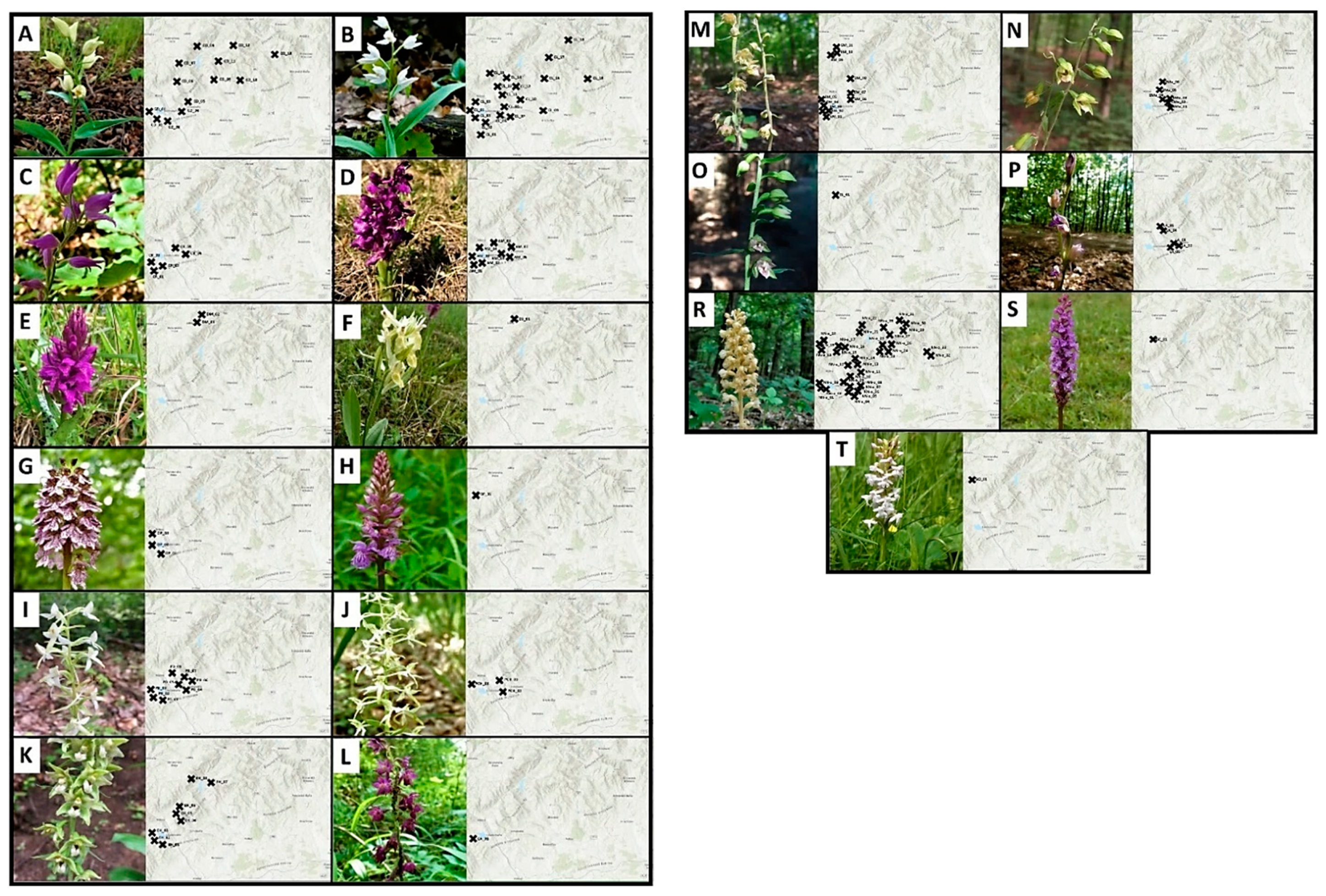 Plants 10 00588 g004