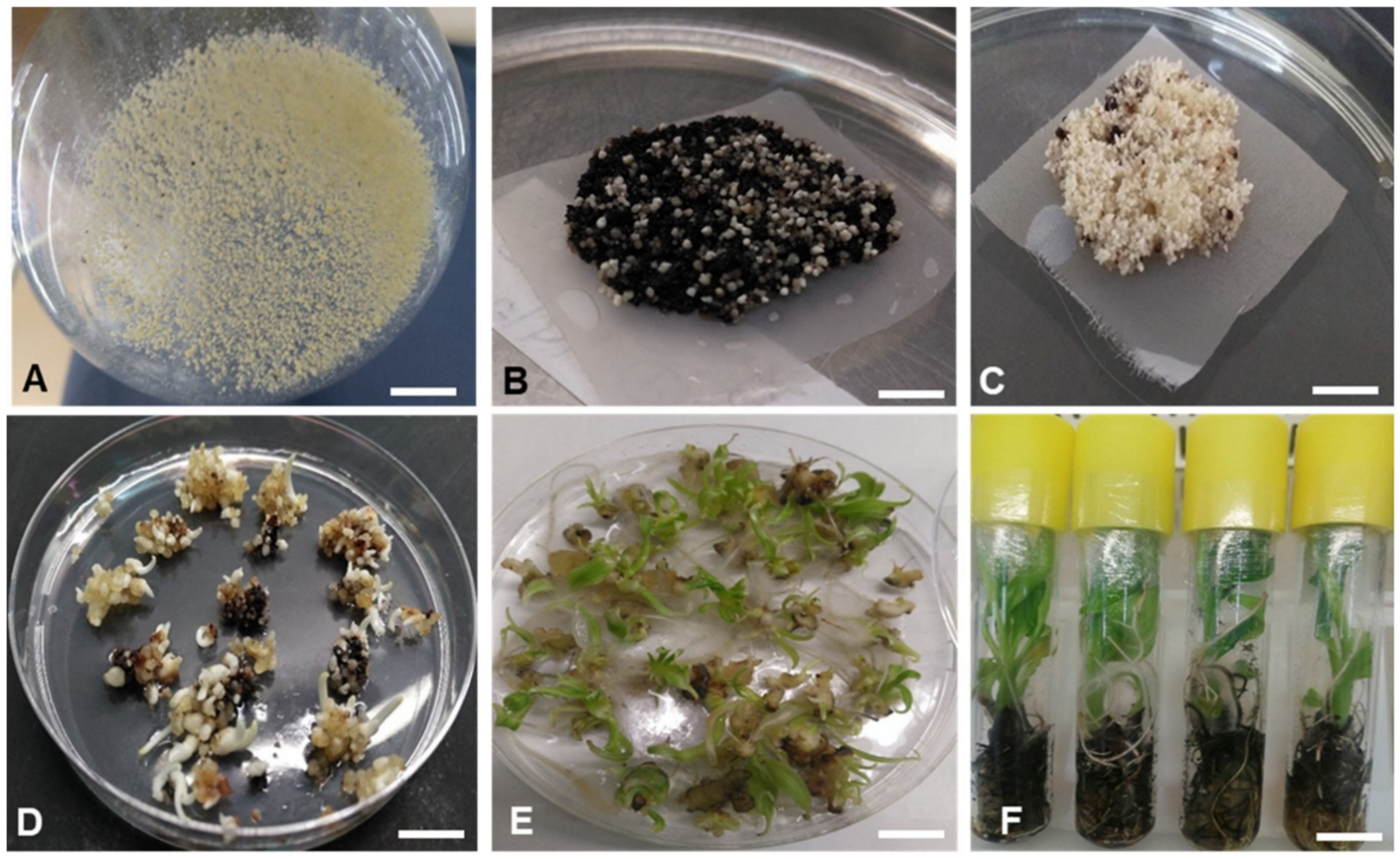 Plants 10 00613 g003