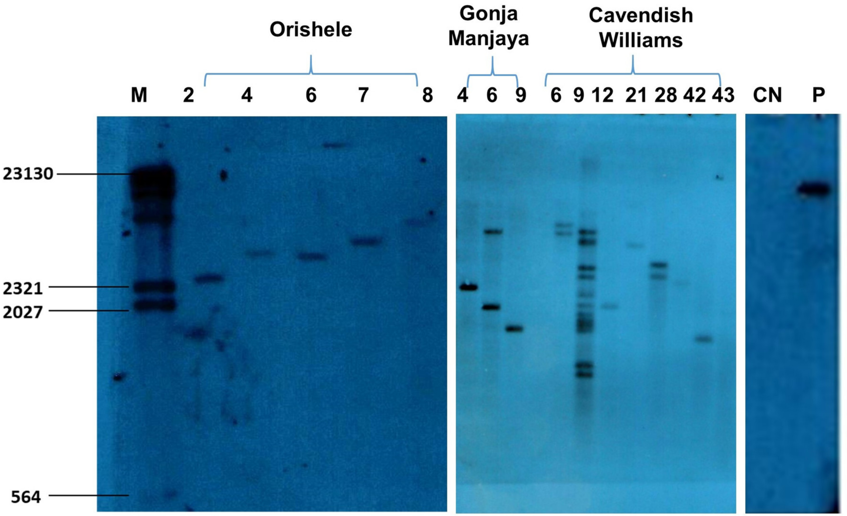 Plants 10 00613 g005