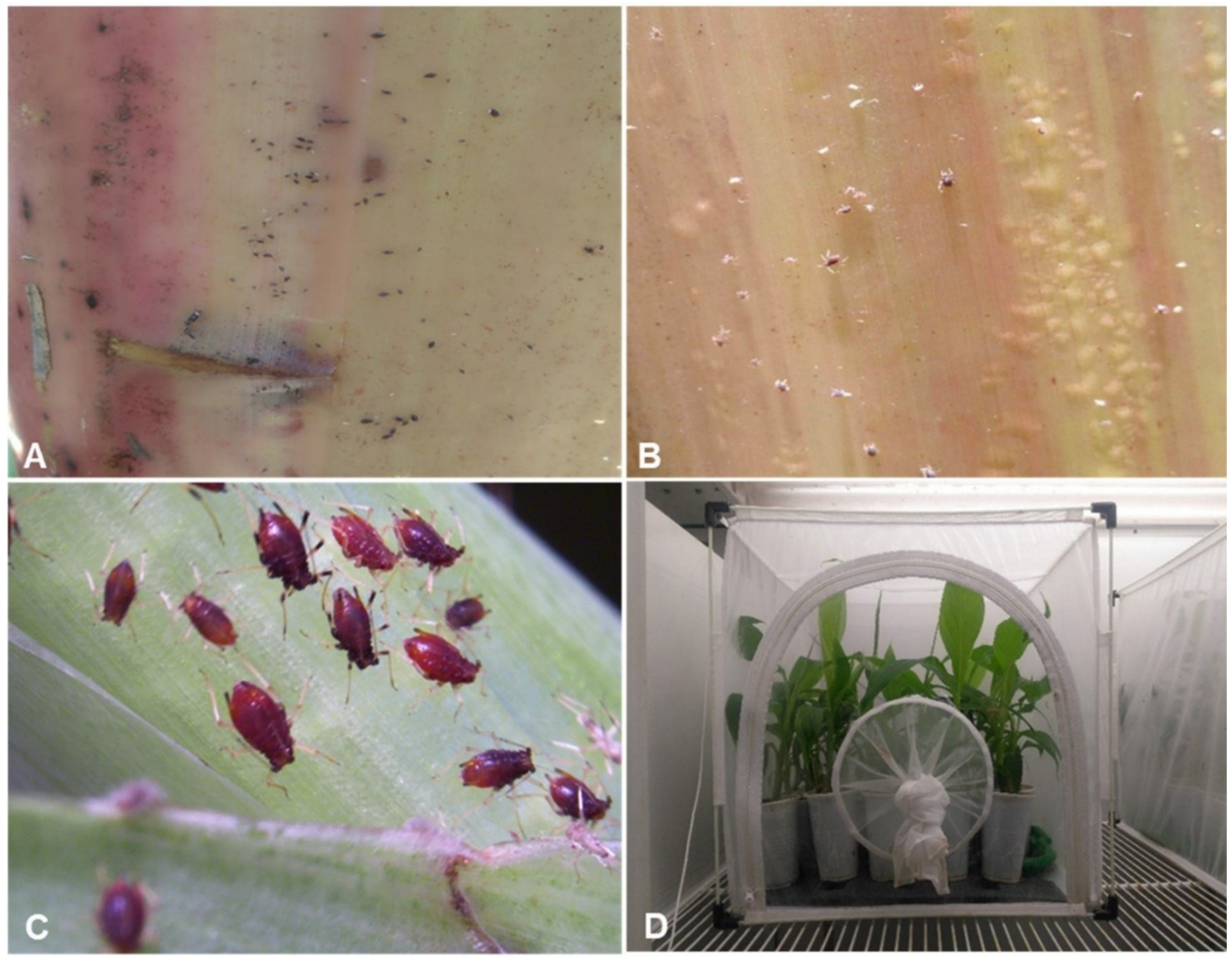 Plants 10 00613 g010