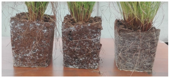 Plants 10 00618 g0a1