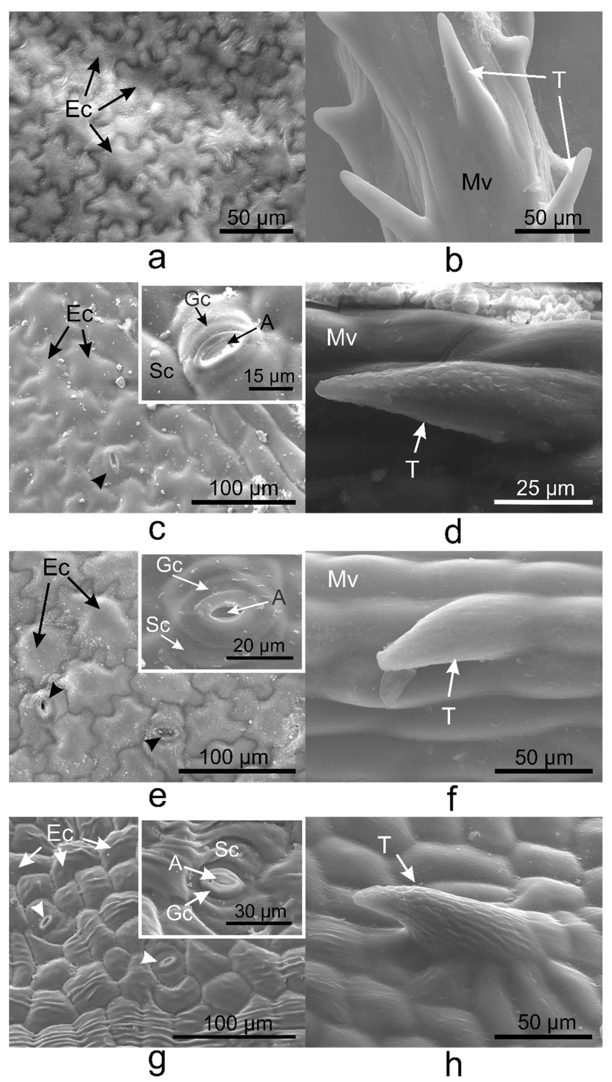 Plants 10 00622 g001