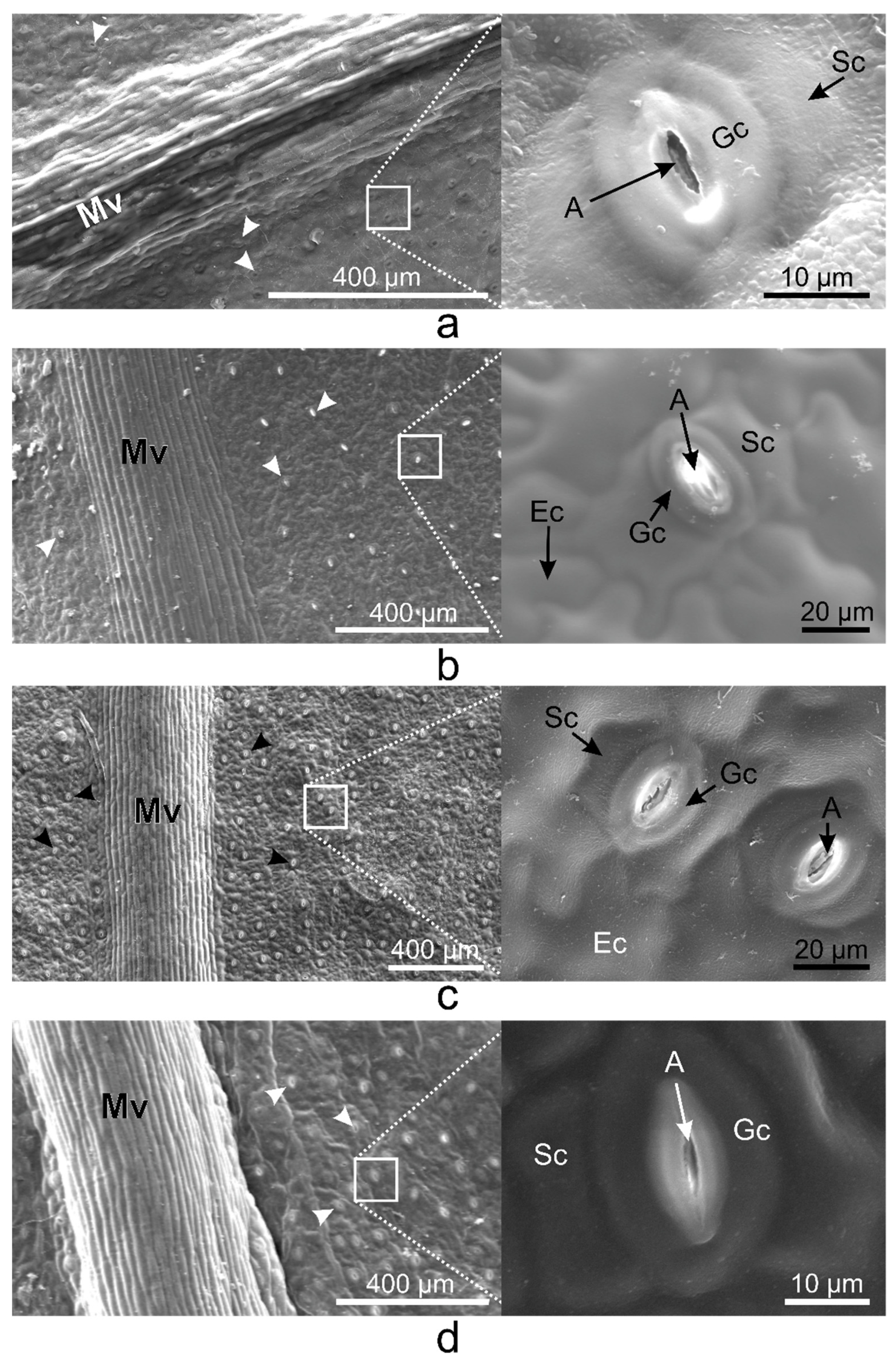 Plants 10 00622 g002