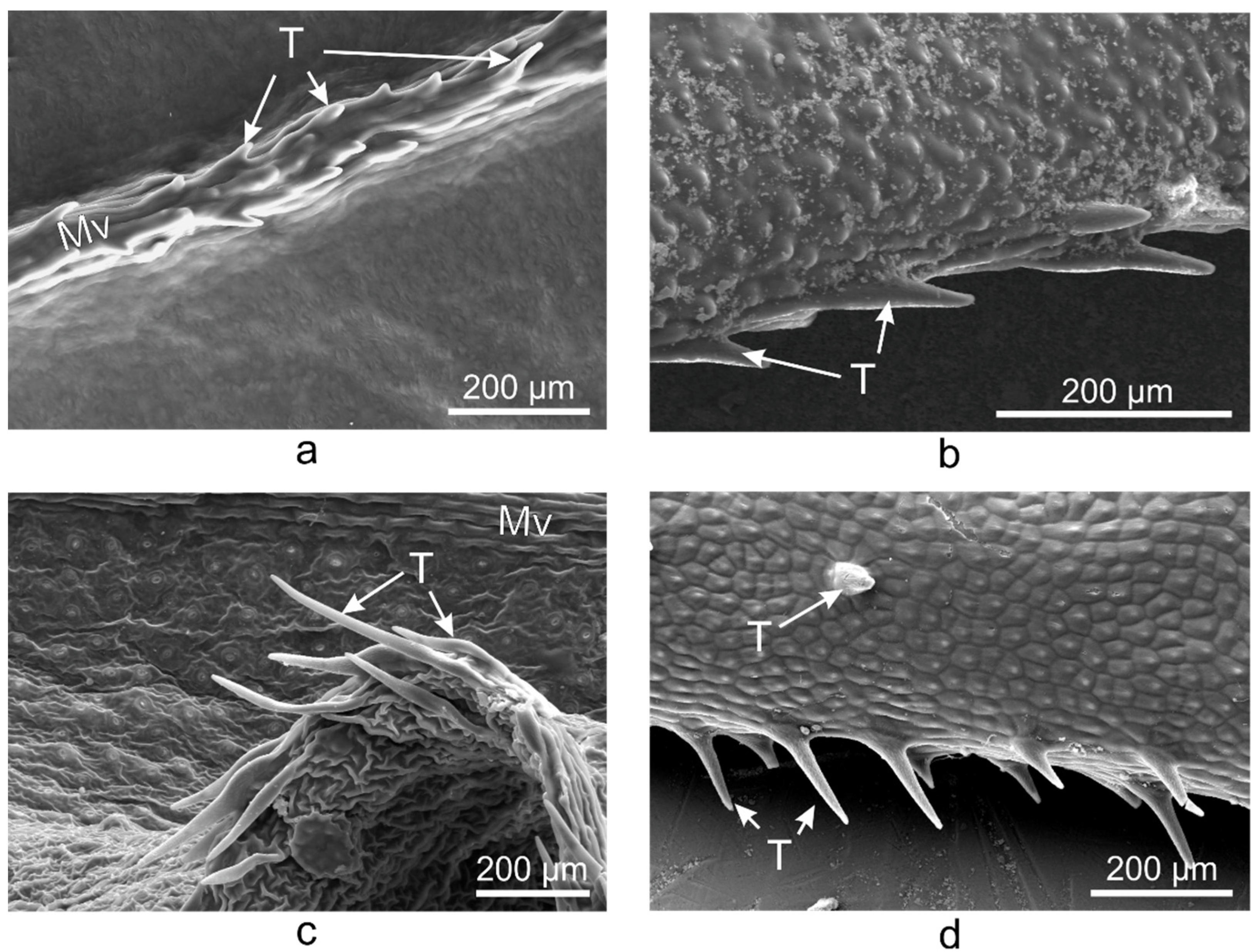 Plants 10 00622 g003