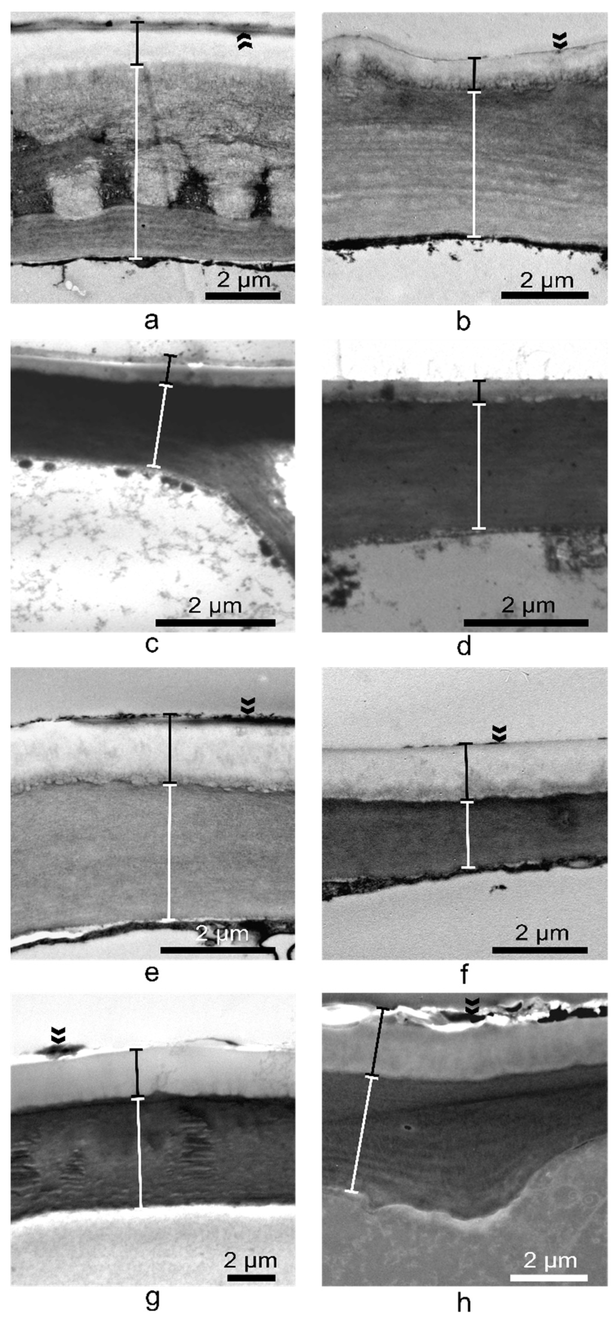 Plants 10 00622 g007