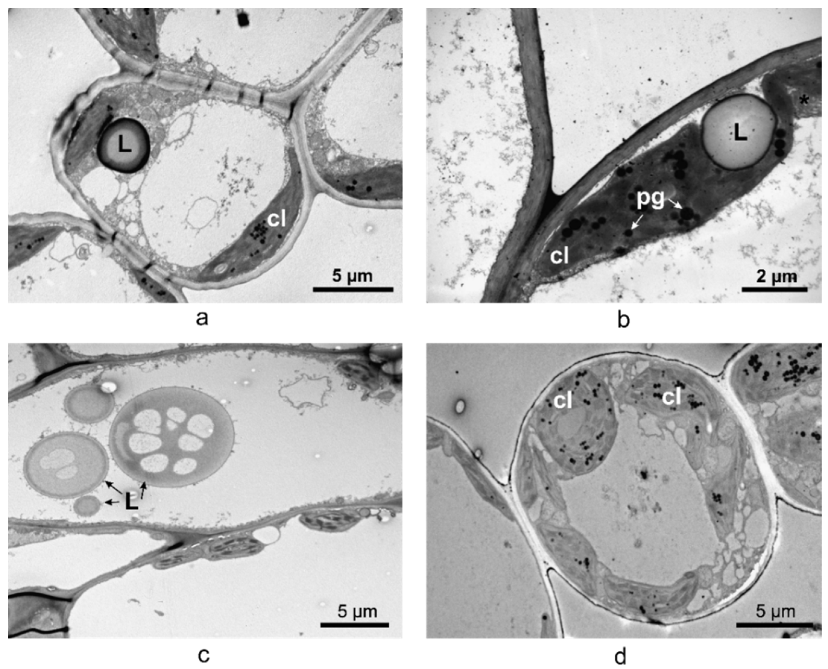 Plants 10 00622 g009
