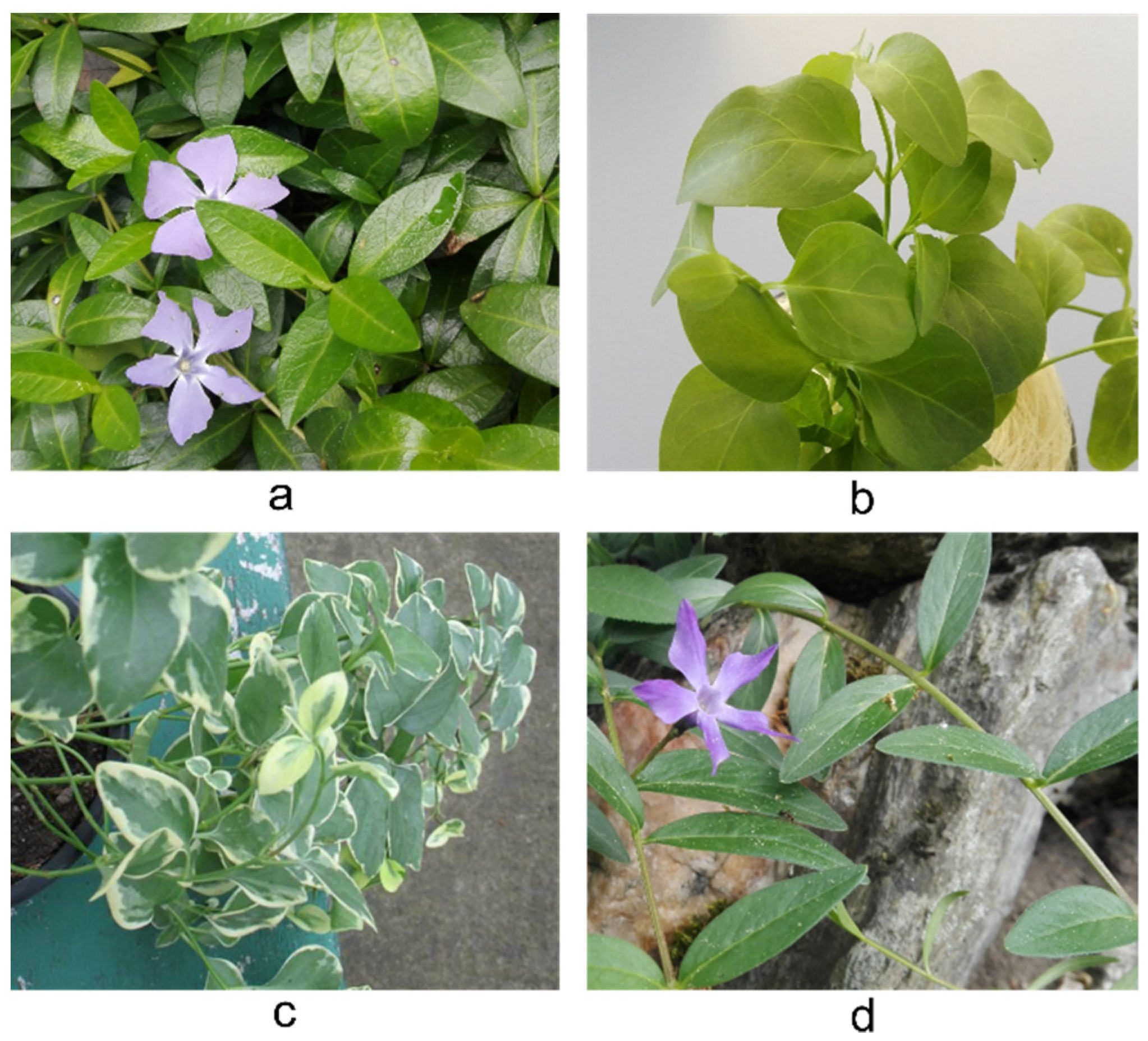 Plants 10 00622 g010