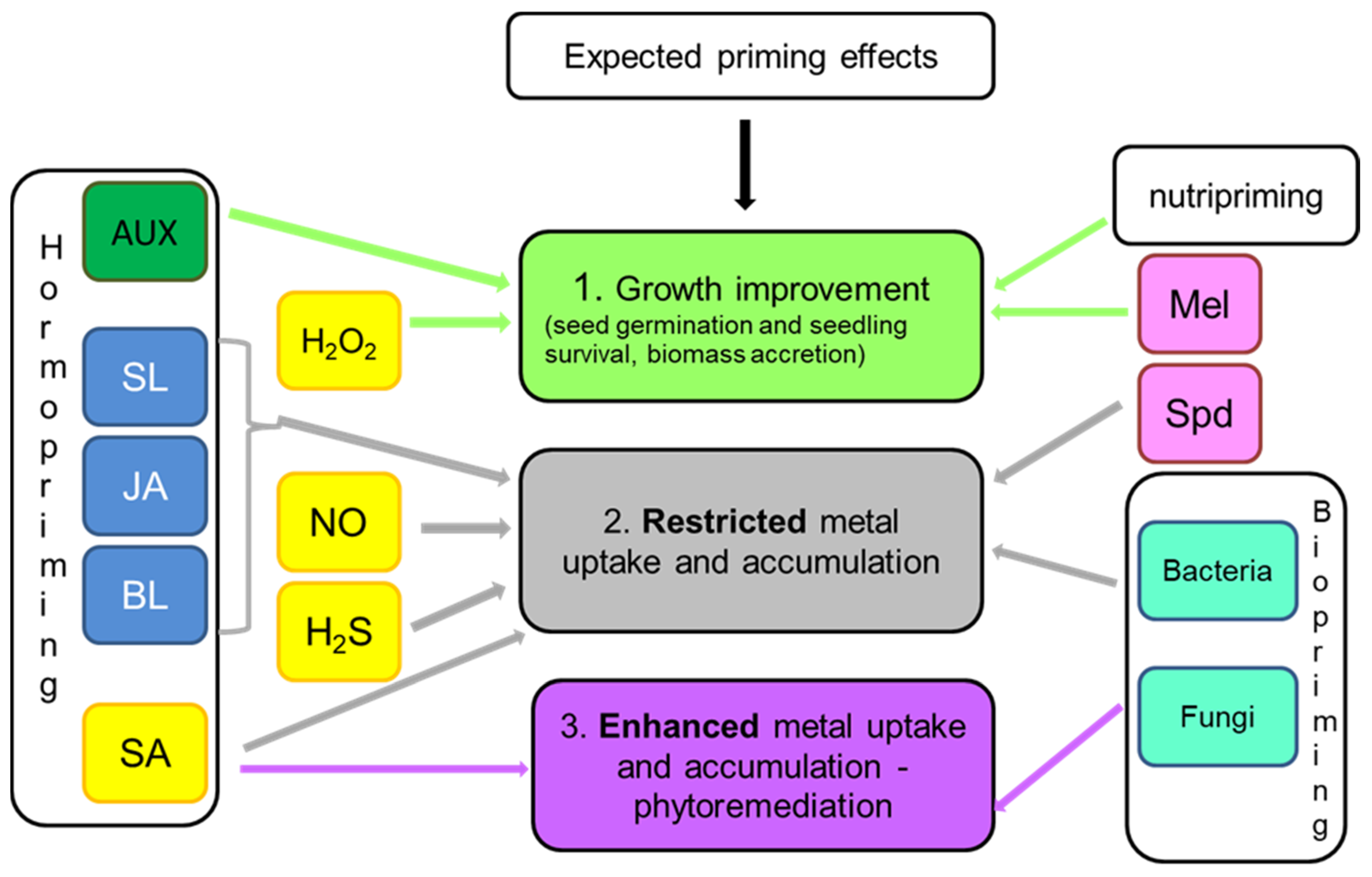 Plants 10 00623 g001
