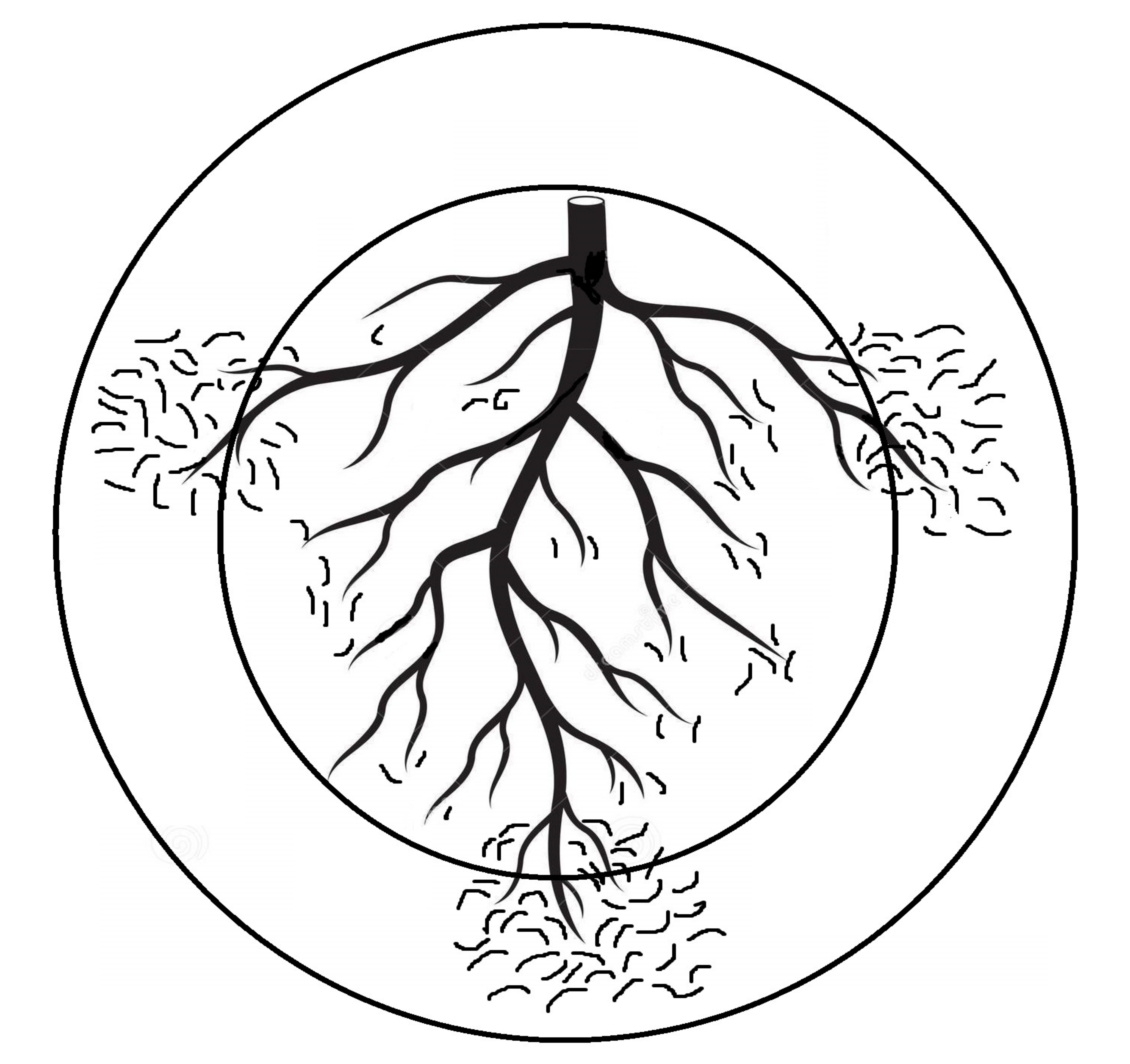 Plants 10 00629 g001