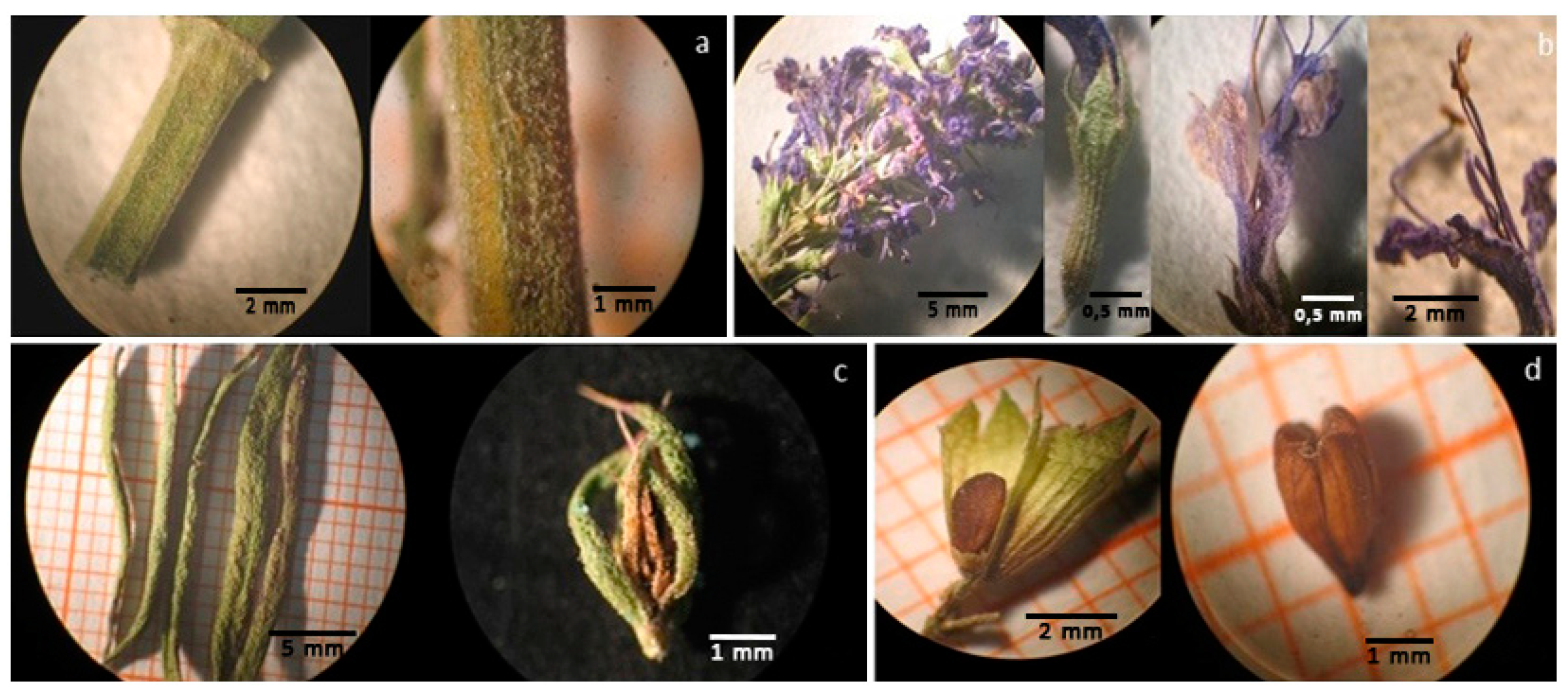 Plants 10 00631 g001