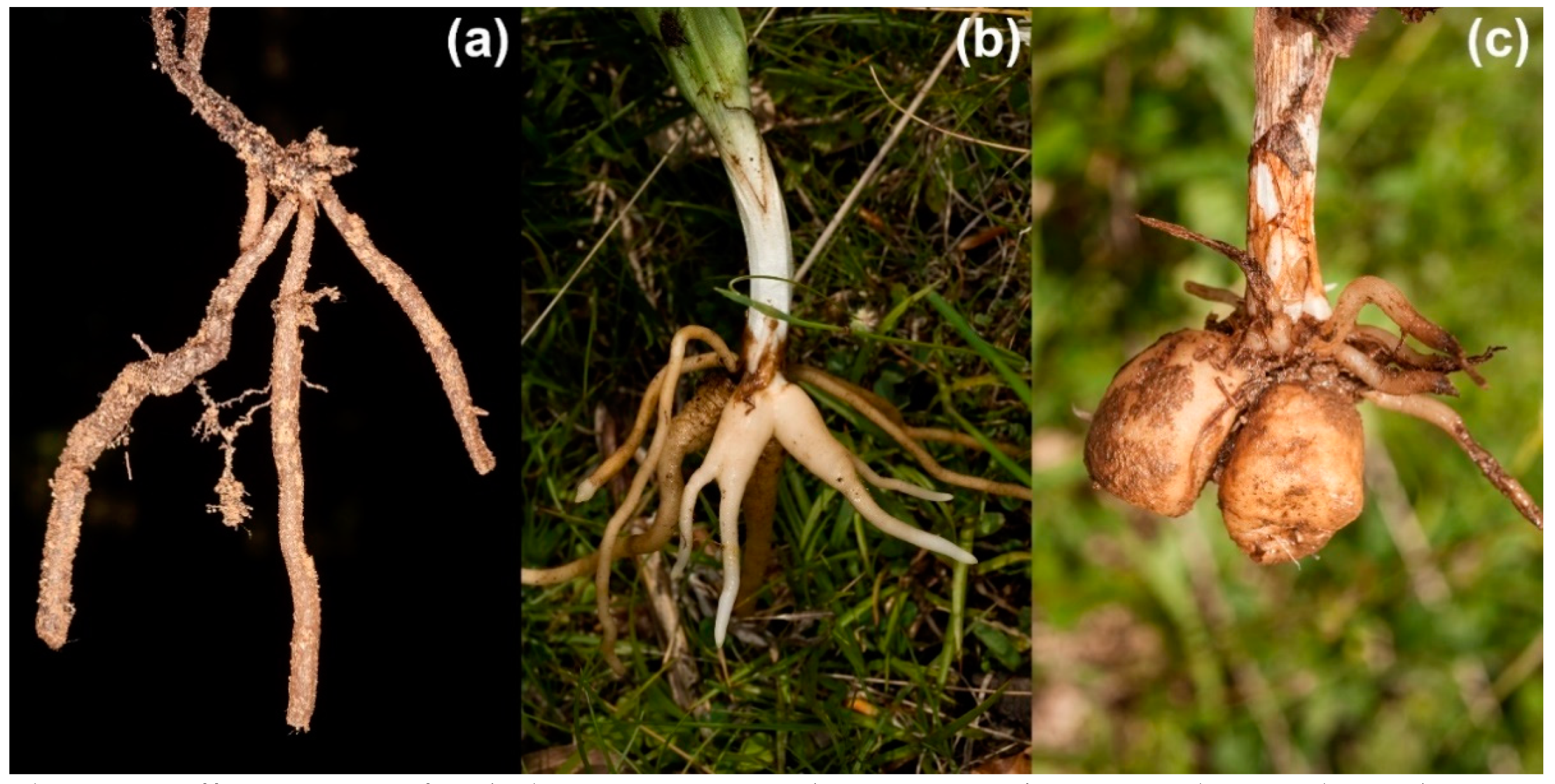 Plants 10 00632 g001