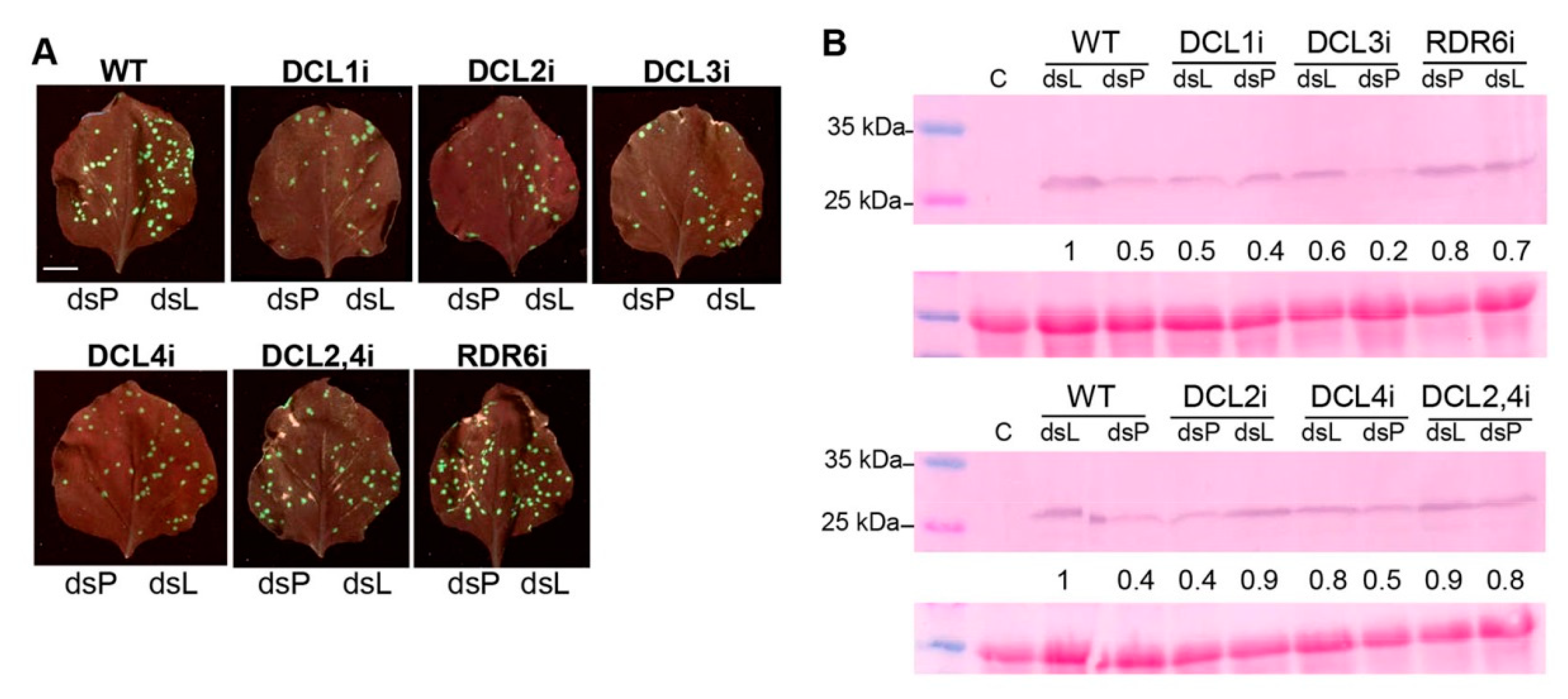 Plants 10 00644 g007 Plants 10 00644 g007