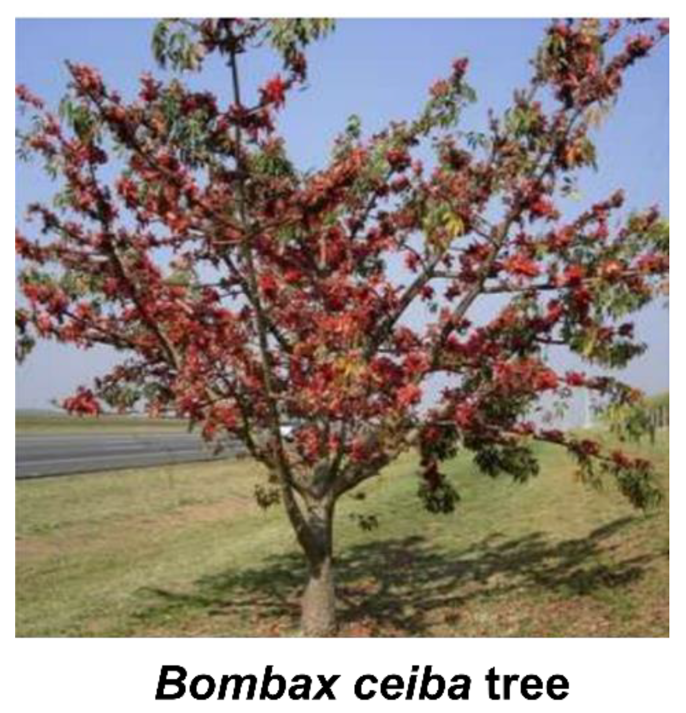 Plants 10 00651 g005 Plants 10 00651 g005