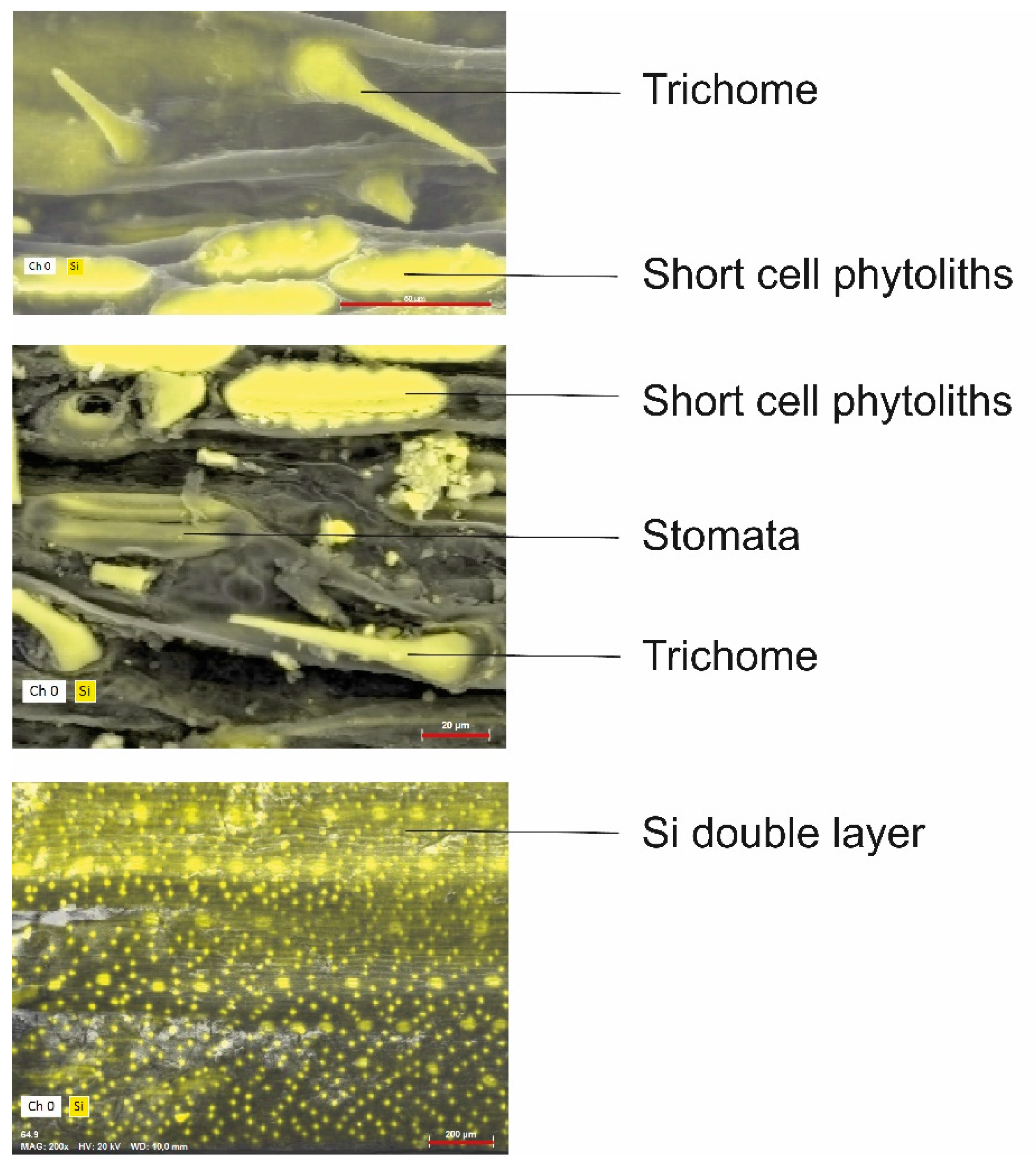 Plants 10 00652 g002 Plants 10 00652 g002