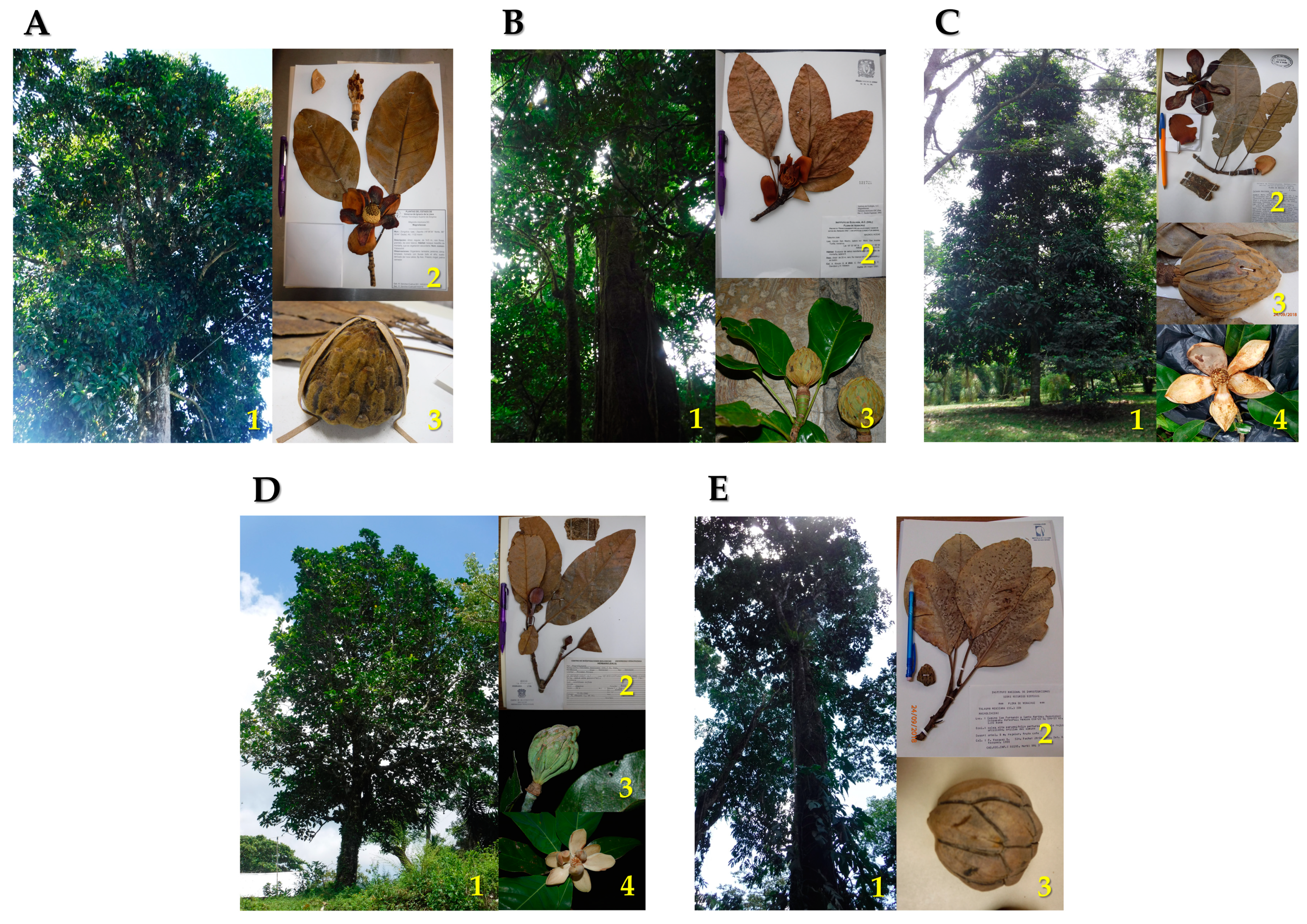 Plants 10 00673 g001