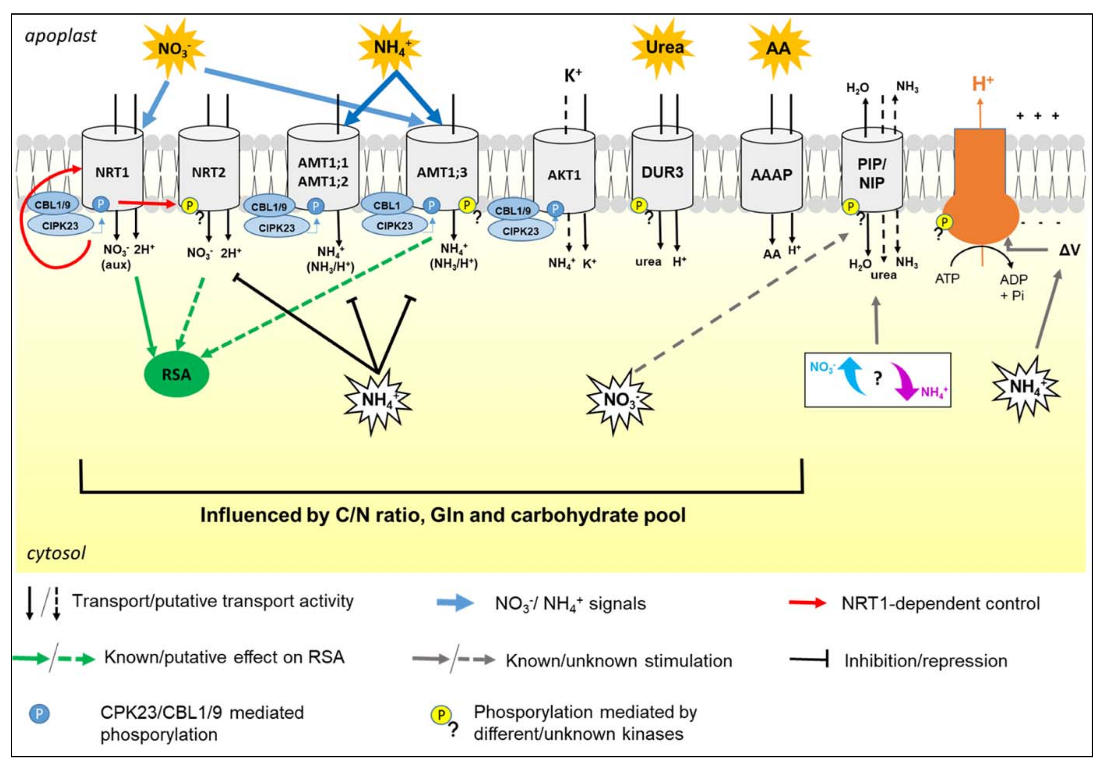 Plants 10 00681 g001
