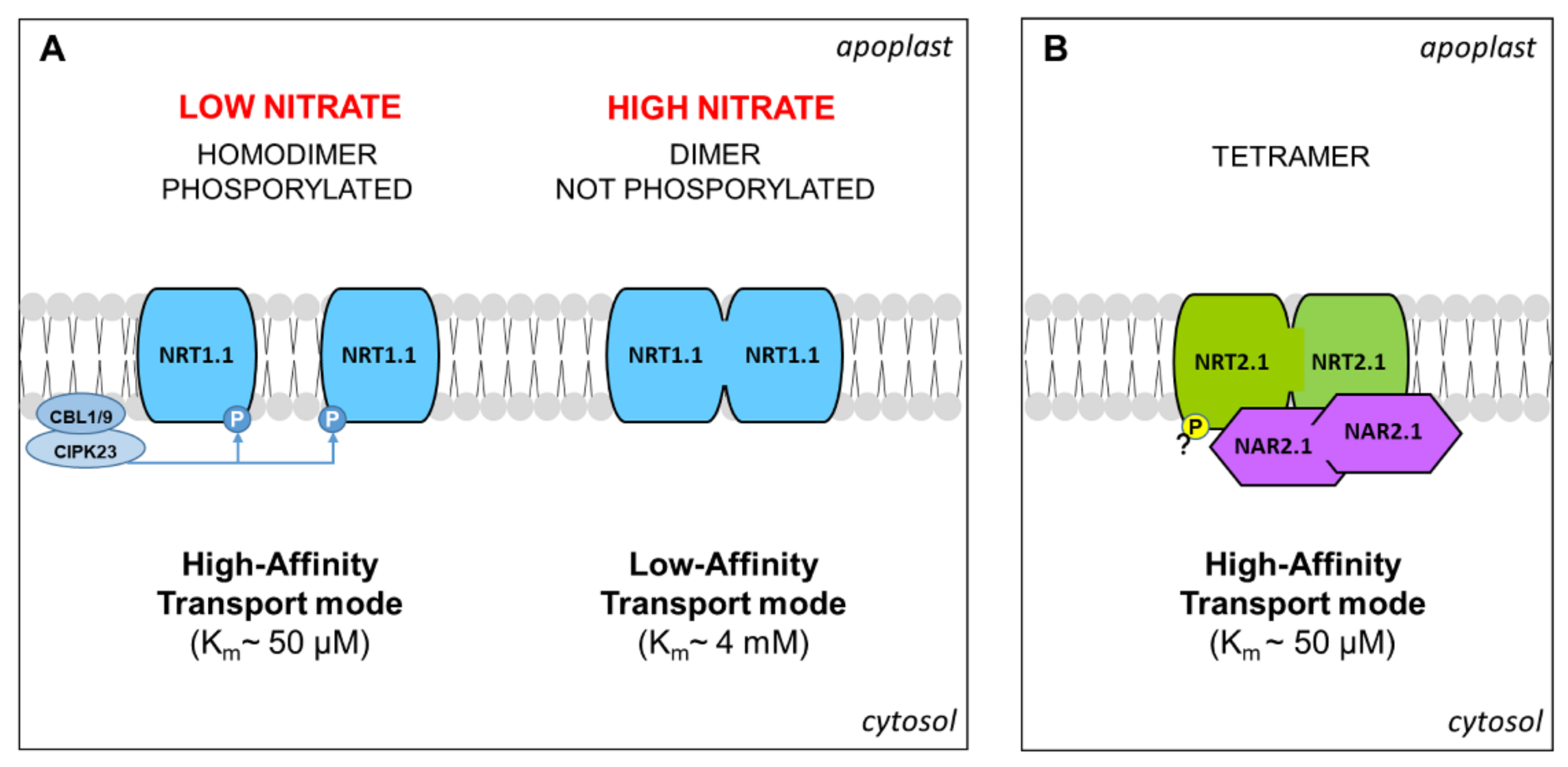 Plants 10 00681 g002