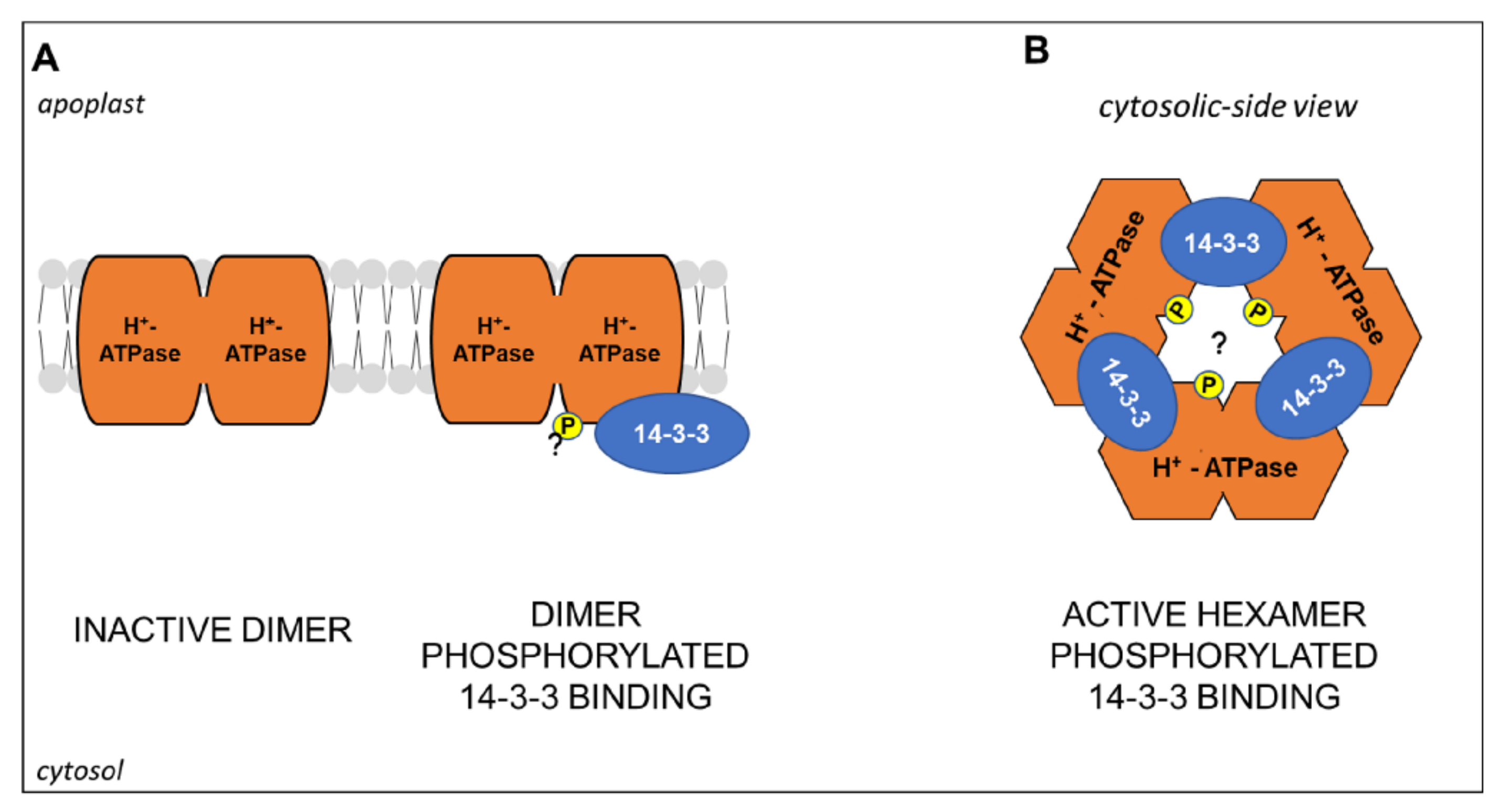Plants 10 00681 g005