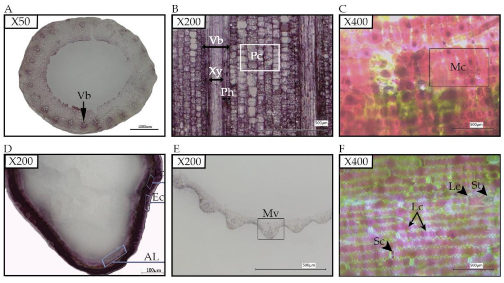 Plants 10 00685 g001