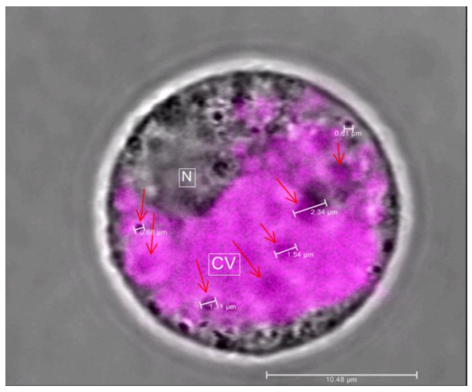 Plants 10 00685 g006