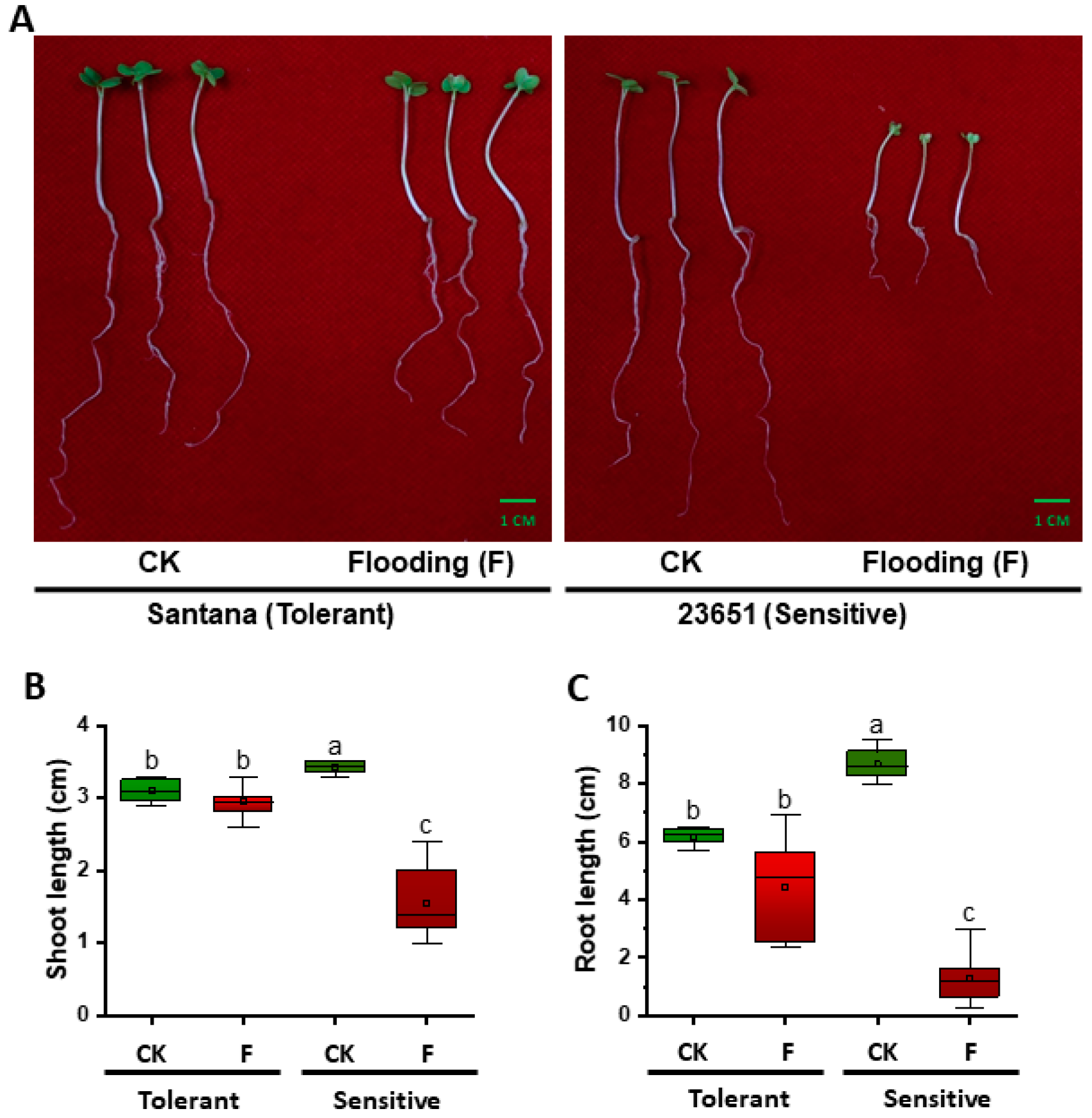 Plants 10 00693 g001 Plants 10 00693 g001
