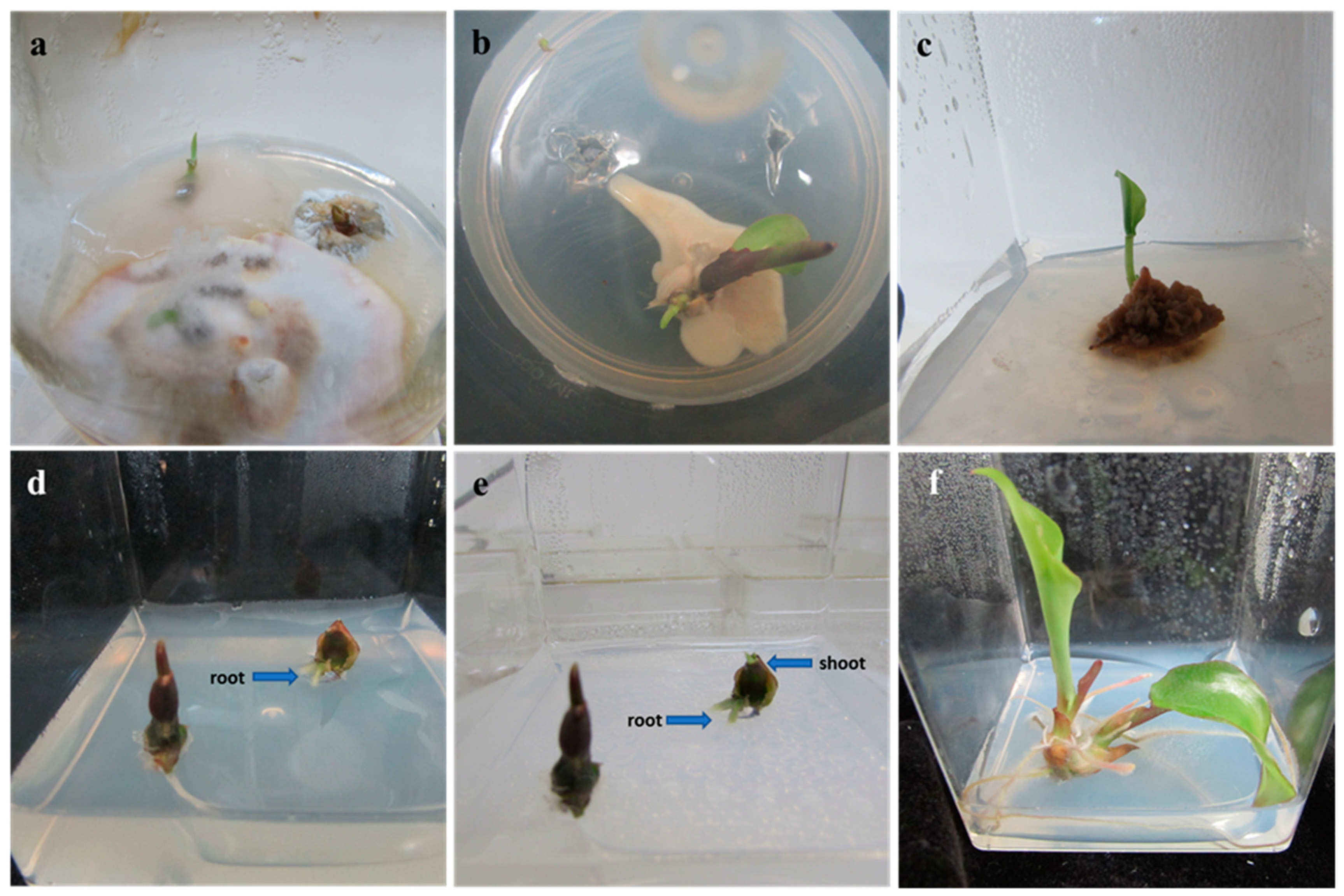 Plants 10 00698 g001