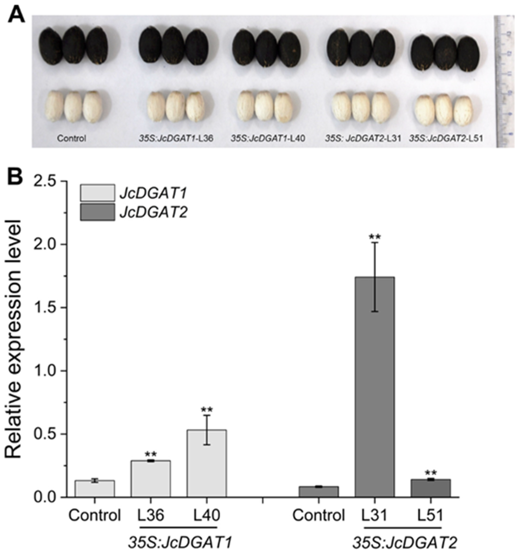 Plants 10 00699 g002