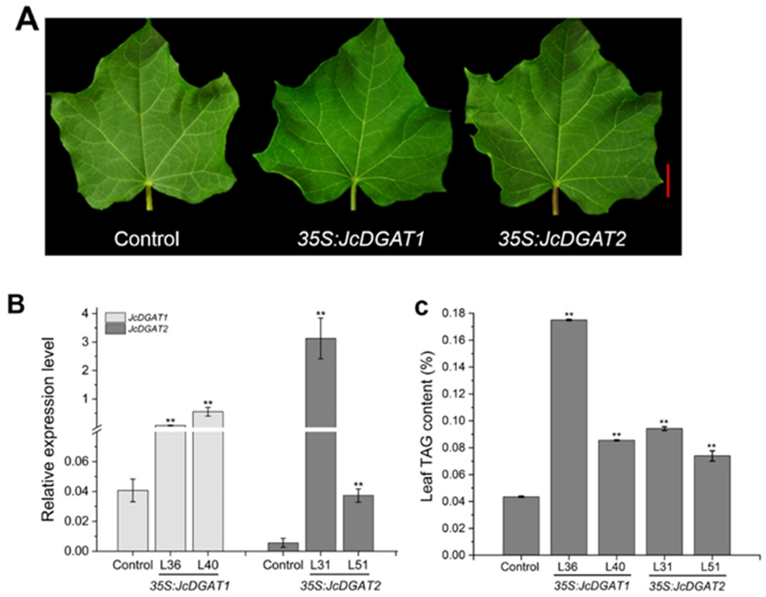 Plants 10 00699 g005
