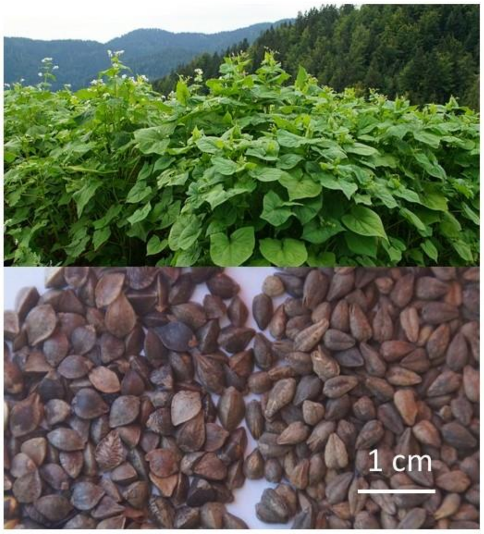 Plants 10 00700 g001 Plants 10 00700 g001