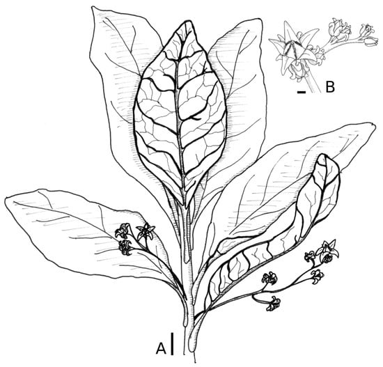 Plants 10 00701 g001