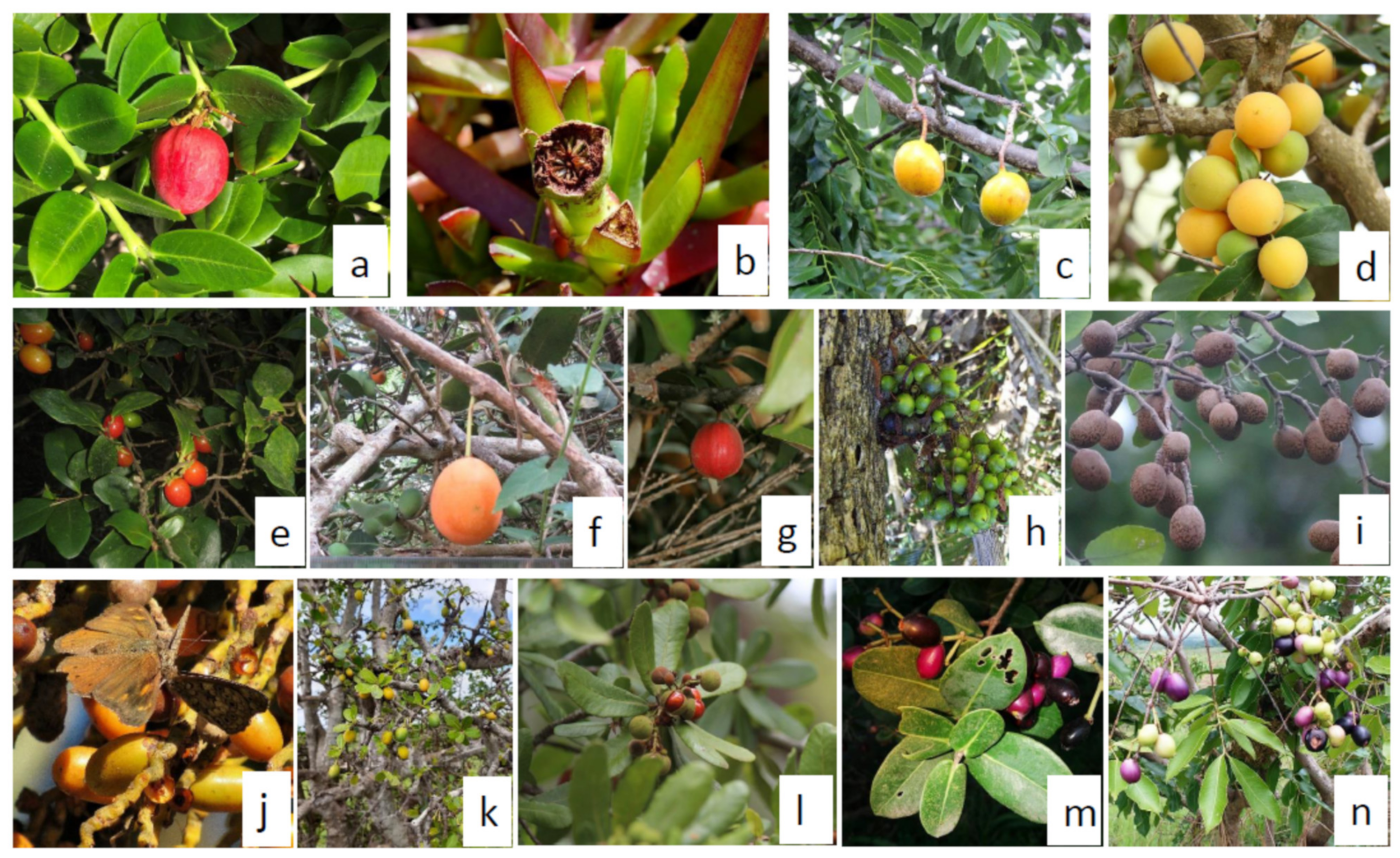 Plants 10 00721 g001 Plants 10 00721 g001