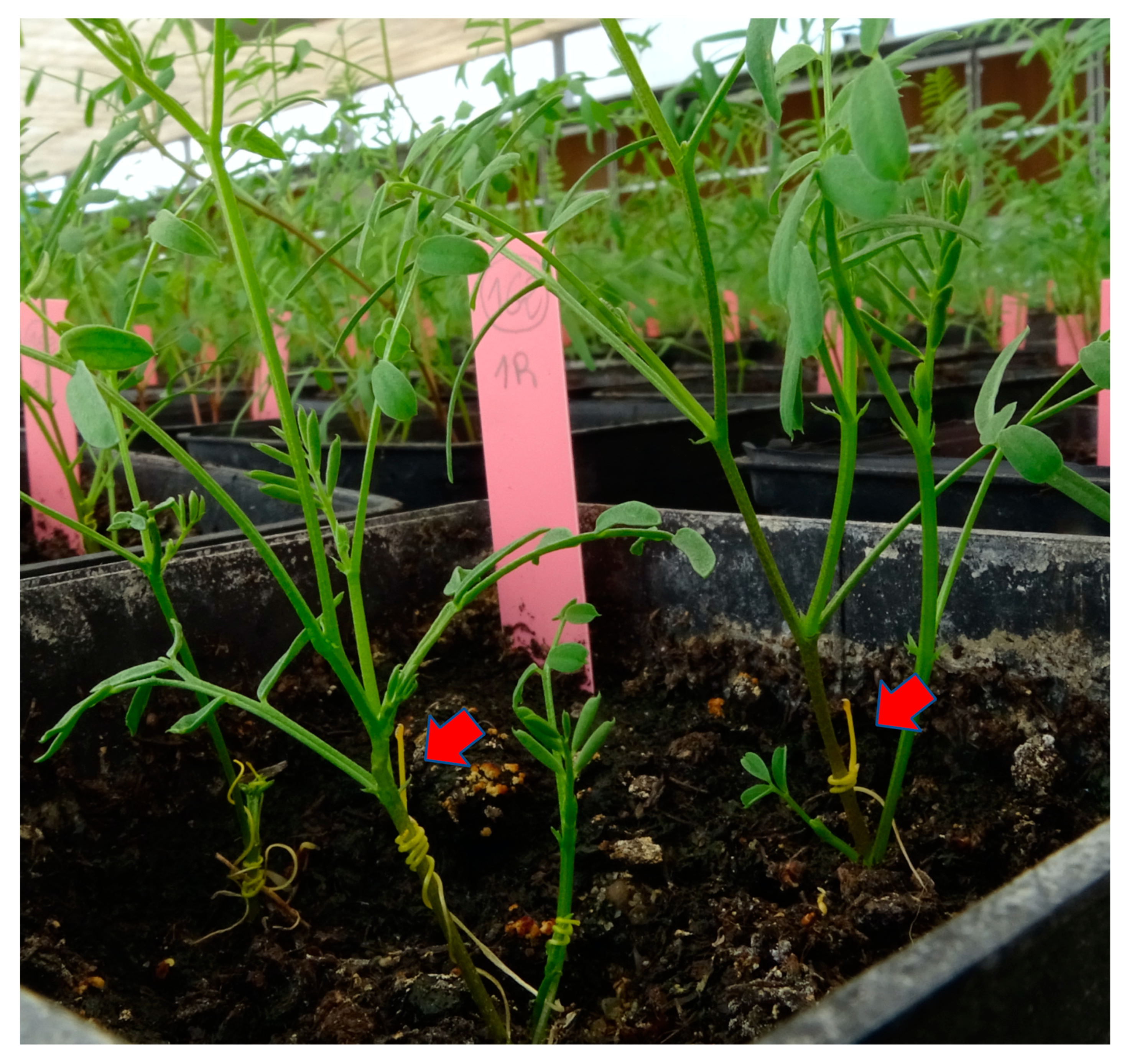 Plants 10 00738 g001 Plants 10 00738 g001