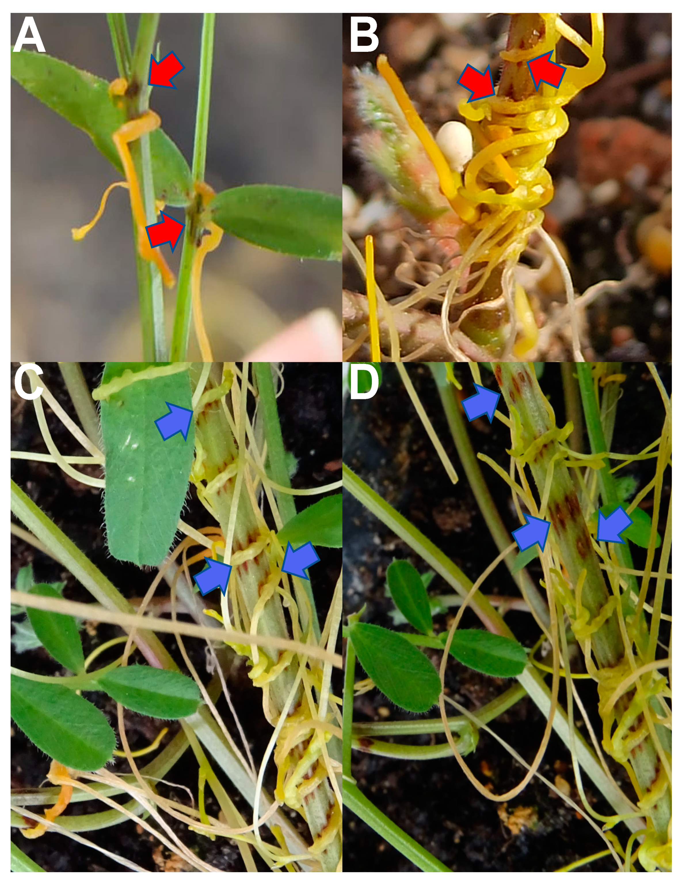 Plants 10 00738 g002 Plants 10 00738 g002