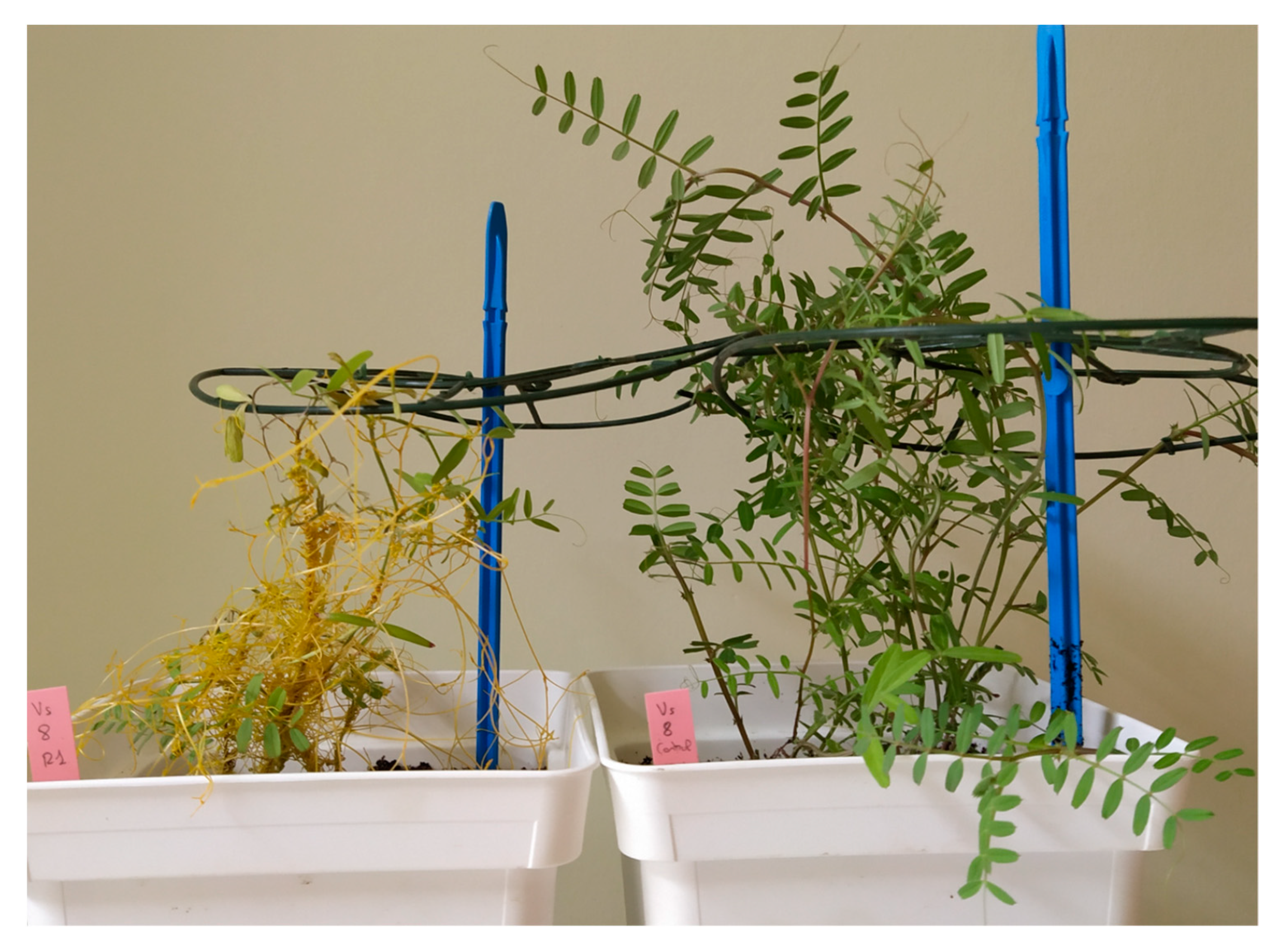 Plants 10 00738 g003 Plants 10 00738 g003