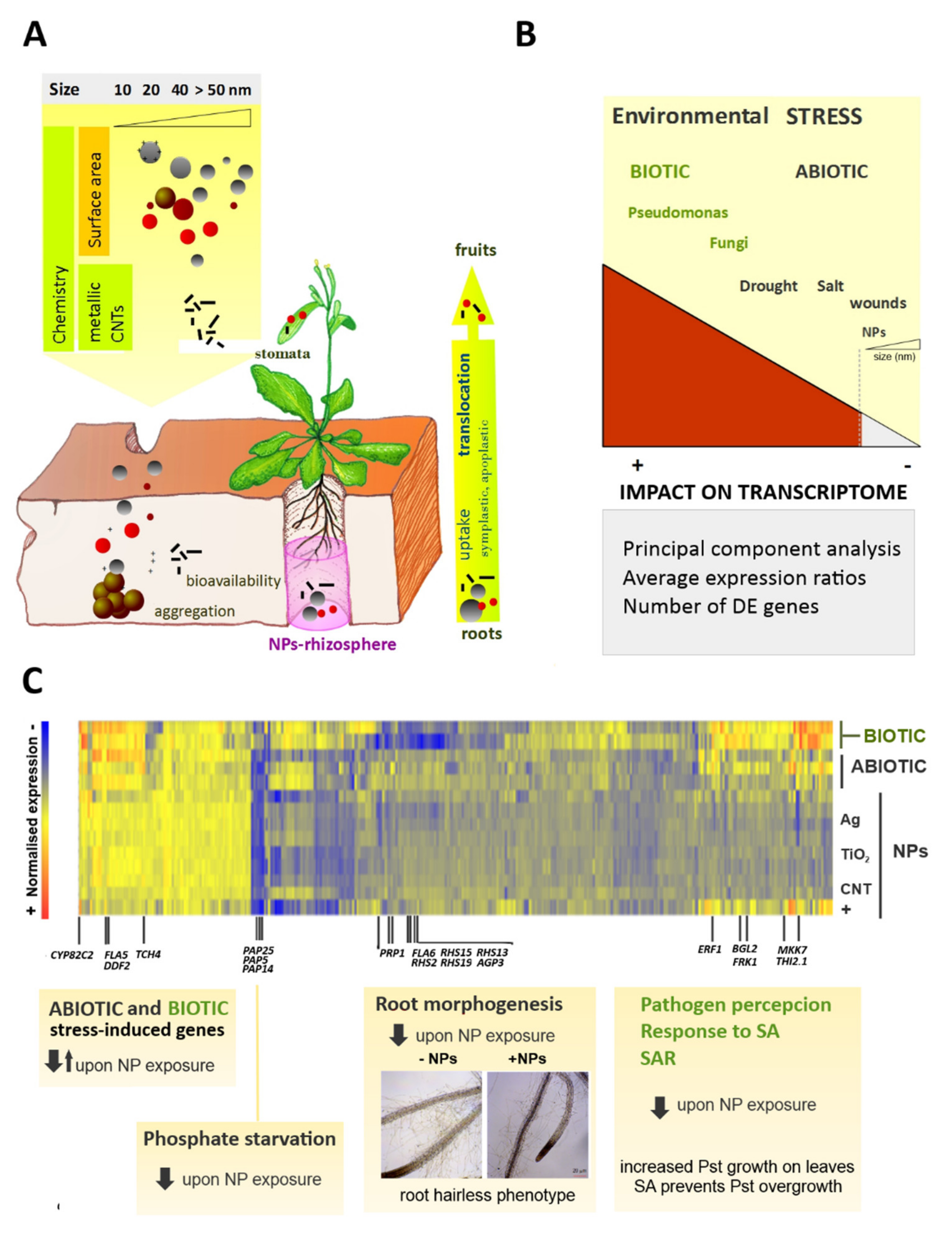 Plants 10 00751 g001
