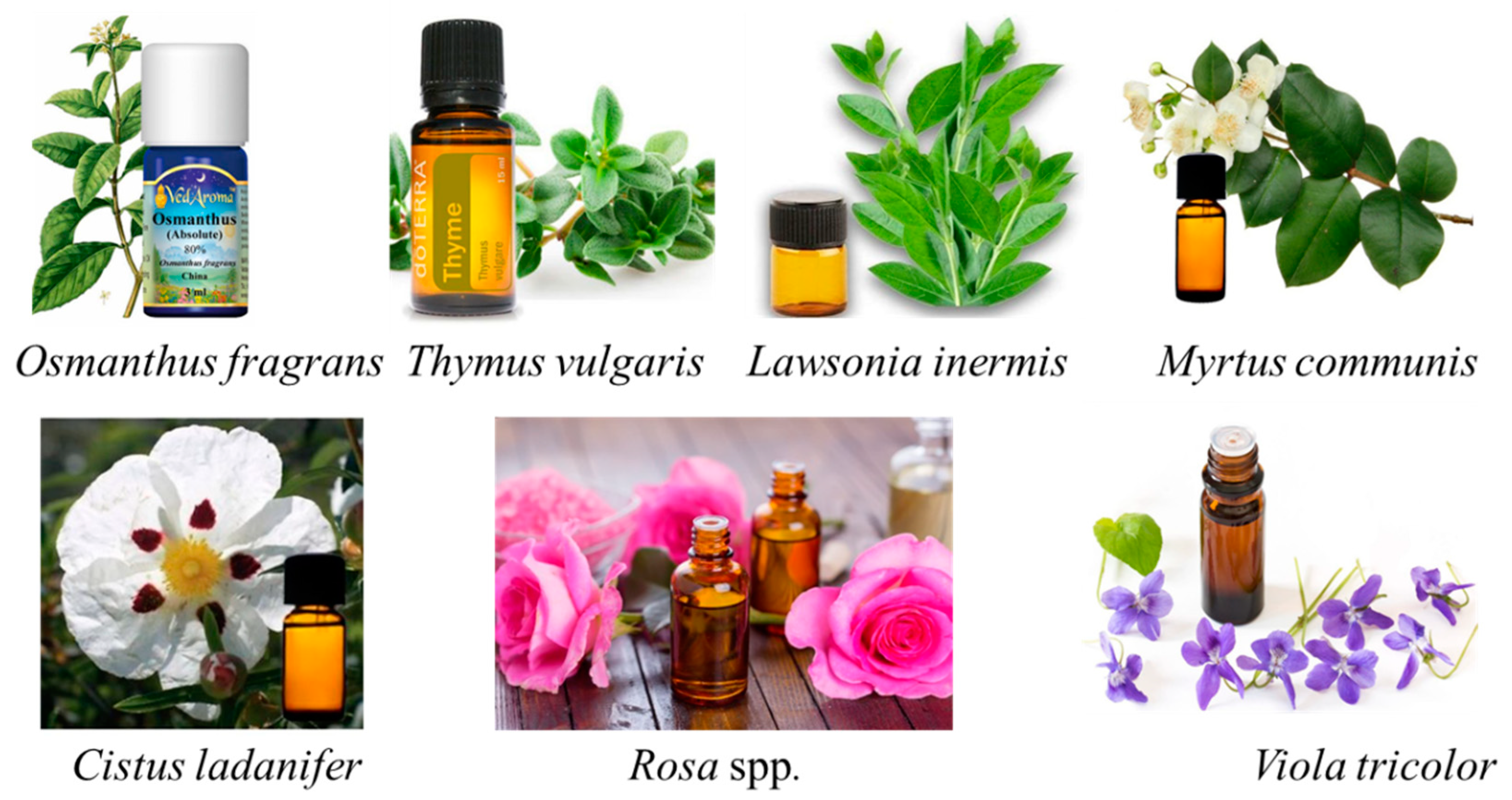 Plants 10 00754 g002