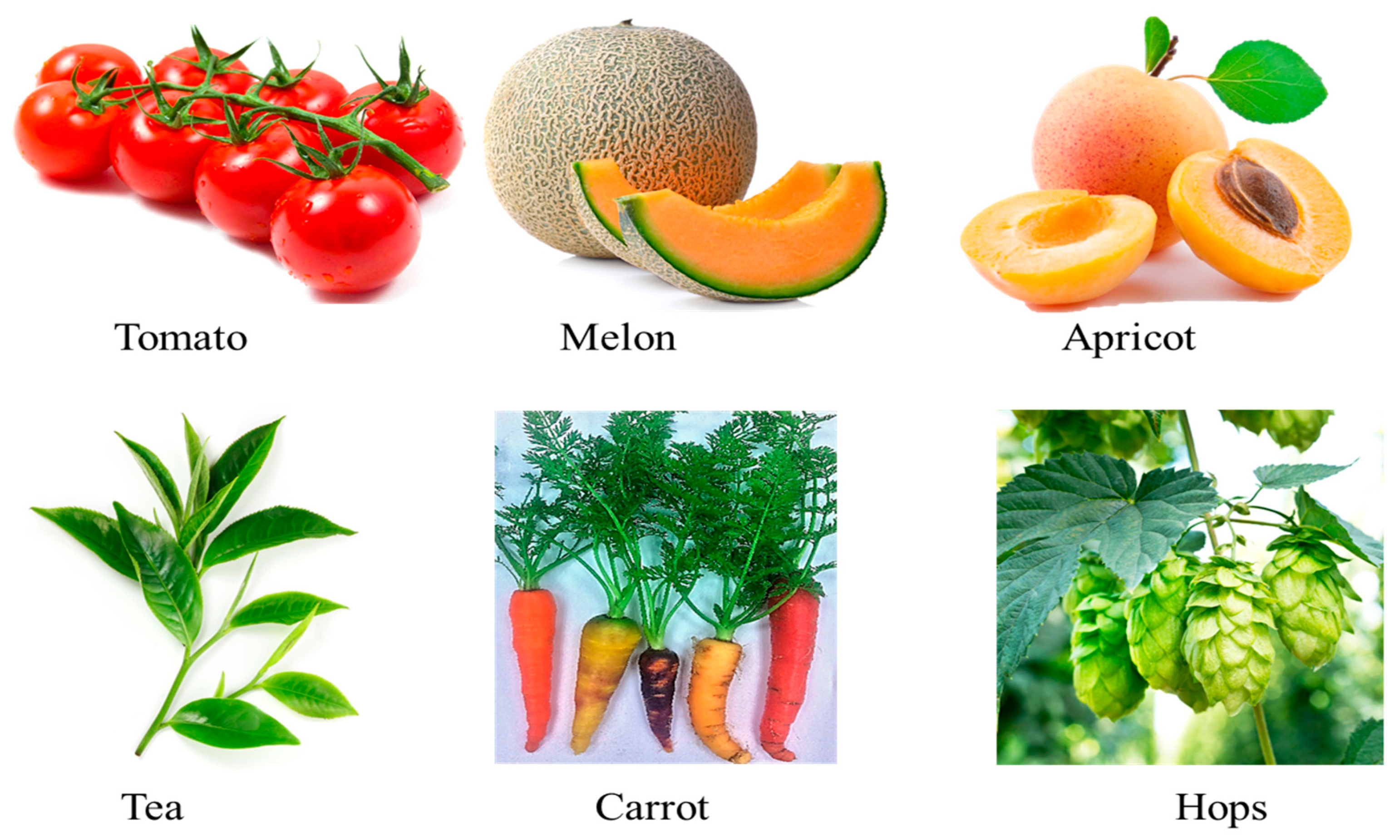 Plants 10 00754 g003