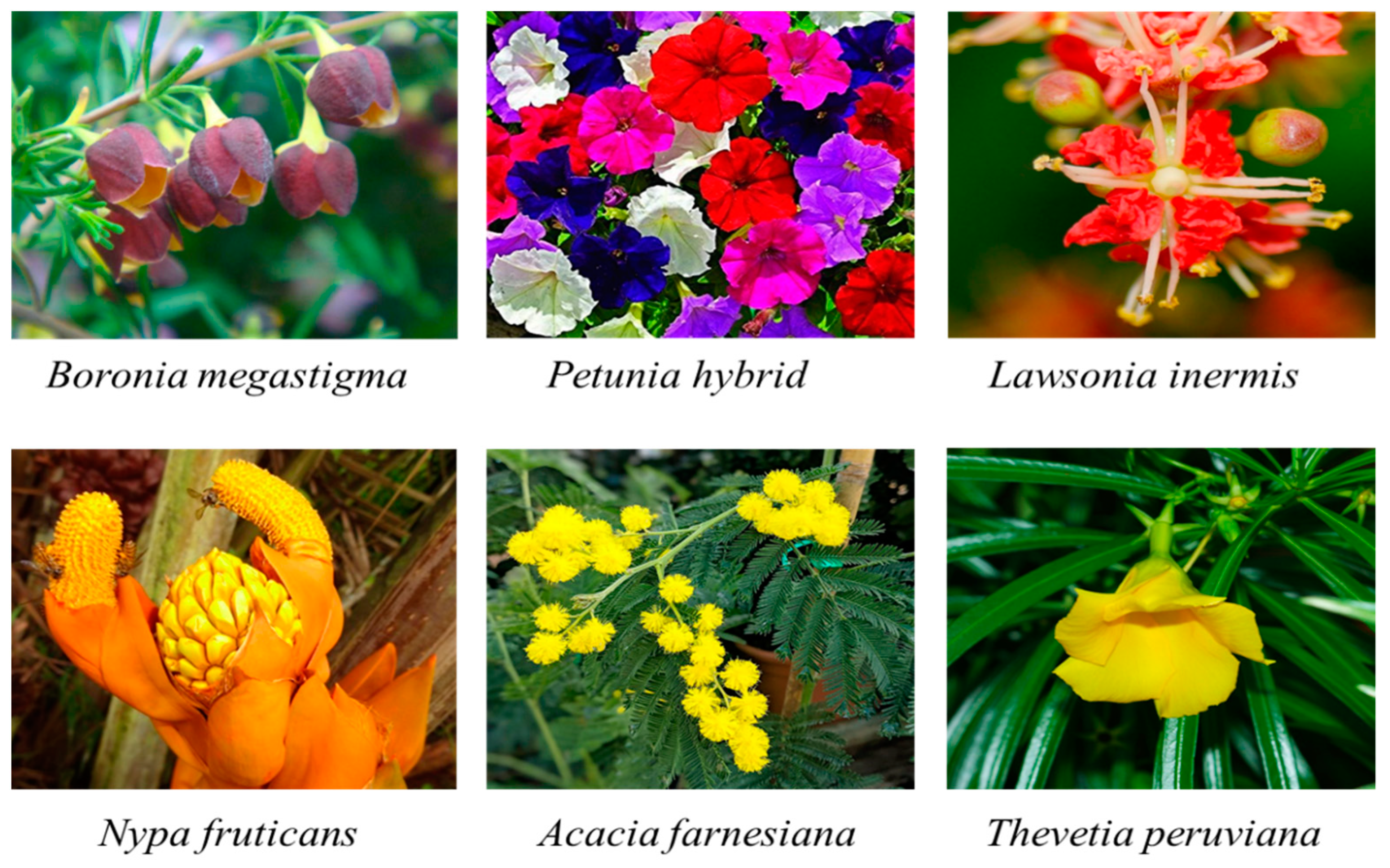 Plants 10 00754 g004