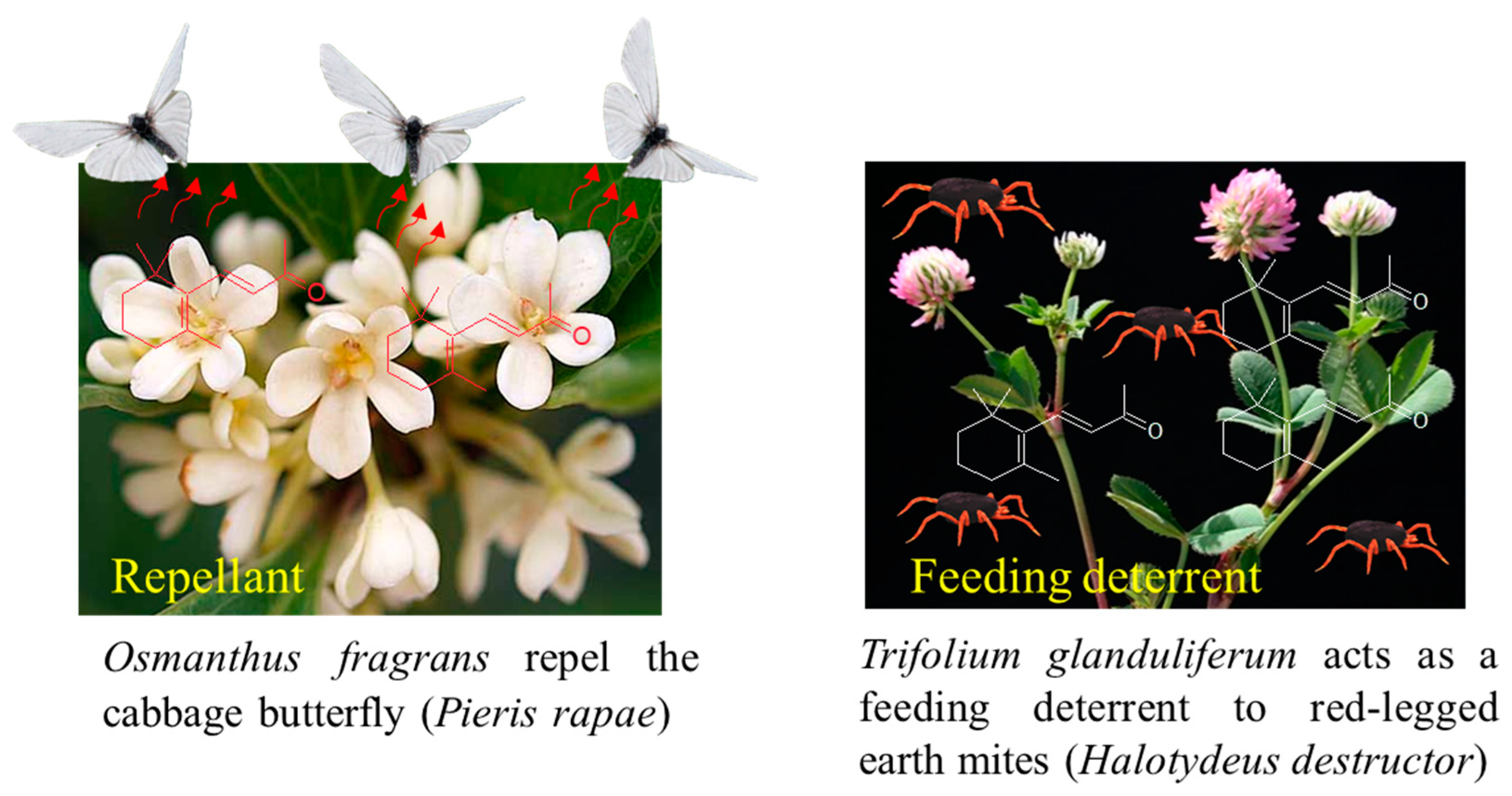 Plants 10 00754 g005