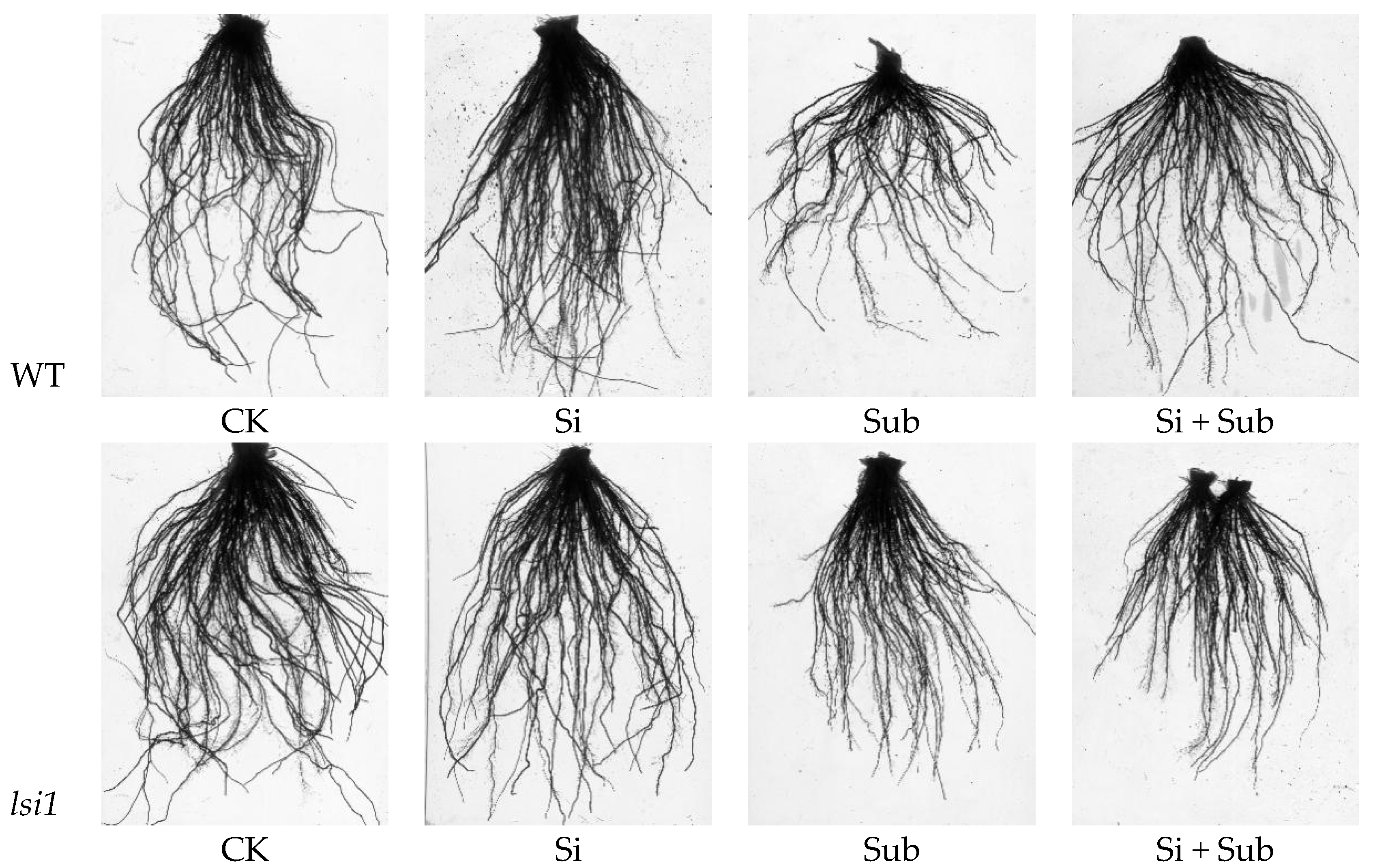 Plants 10 00767 g002